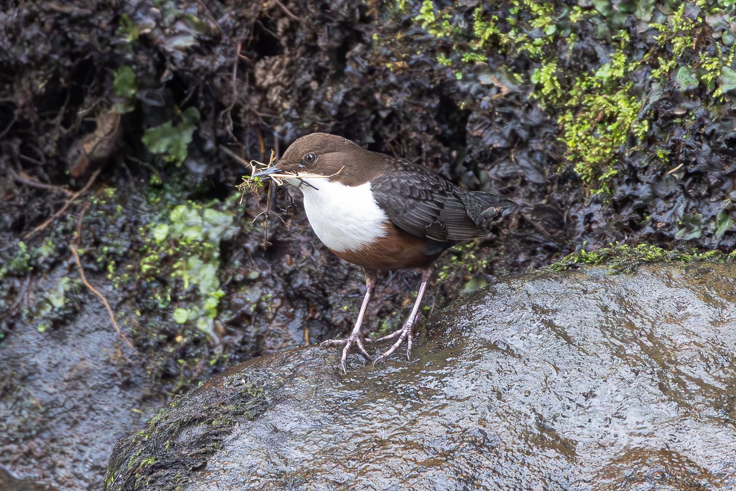 Dipper