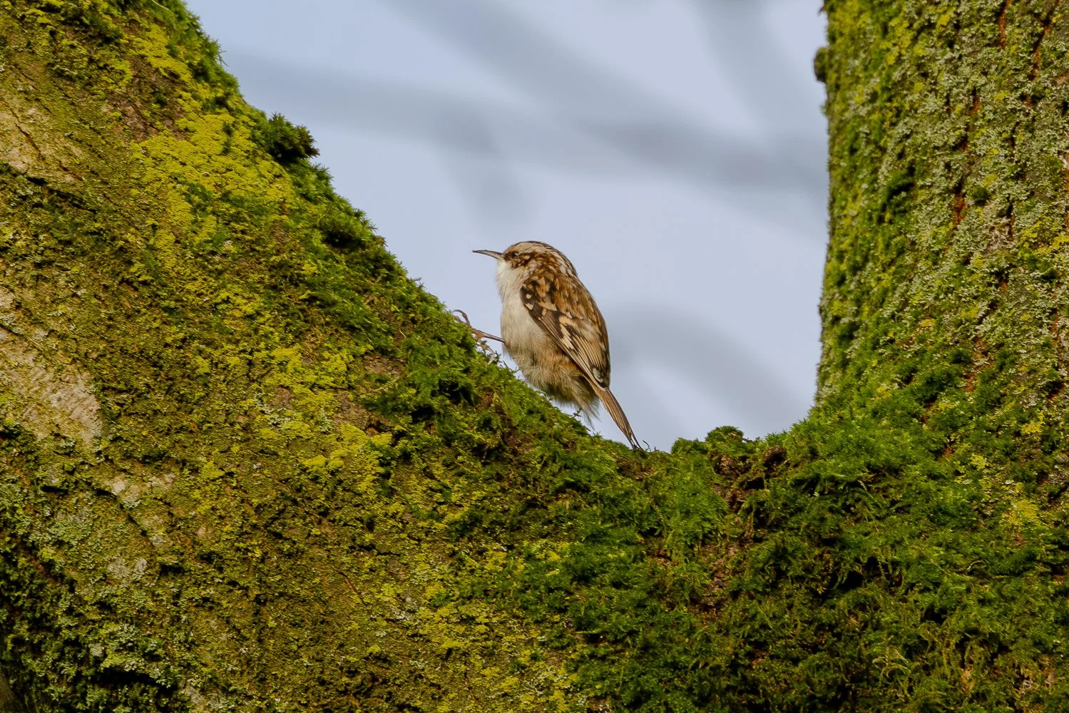 Tree Creeper