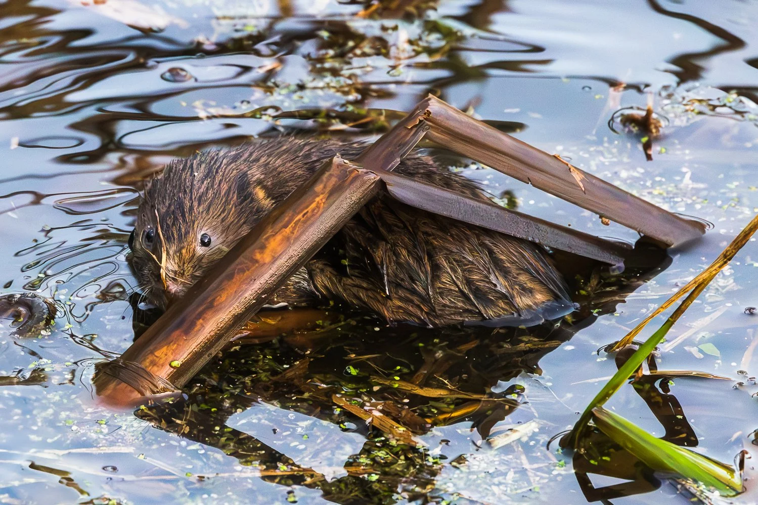 Water Vole
