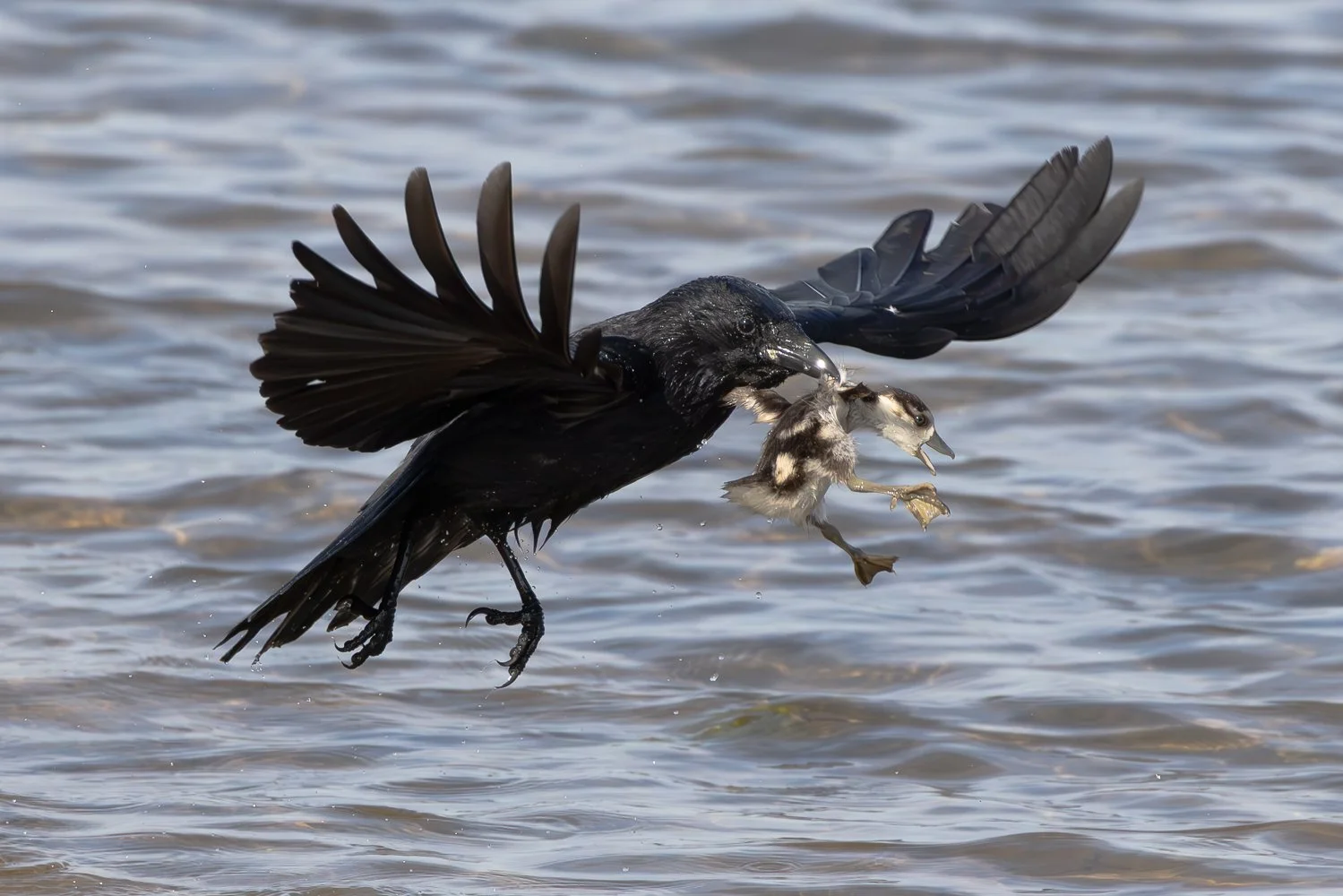 Crow With Egyptian Goose Chick - Rutland - 09.05.2026-1.jpg