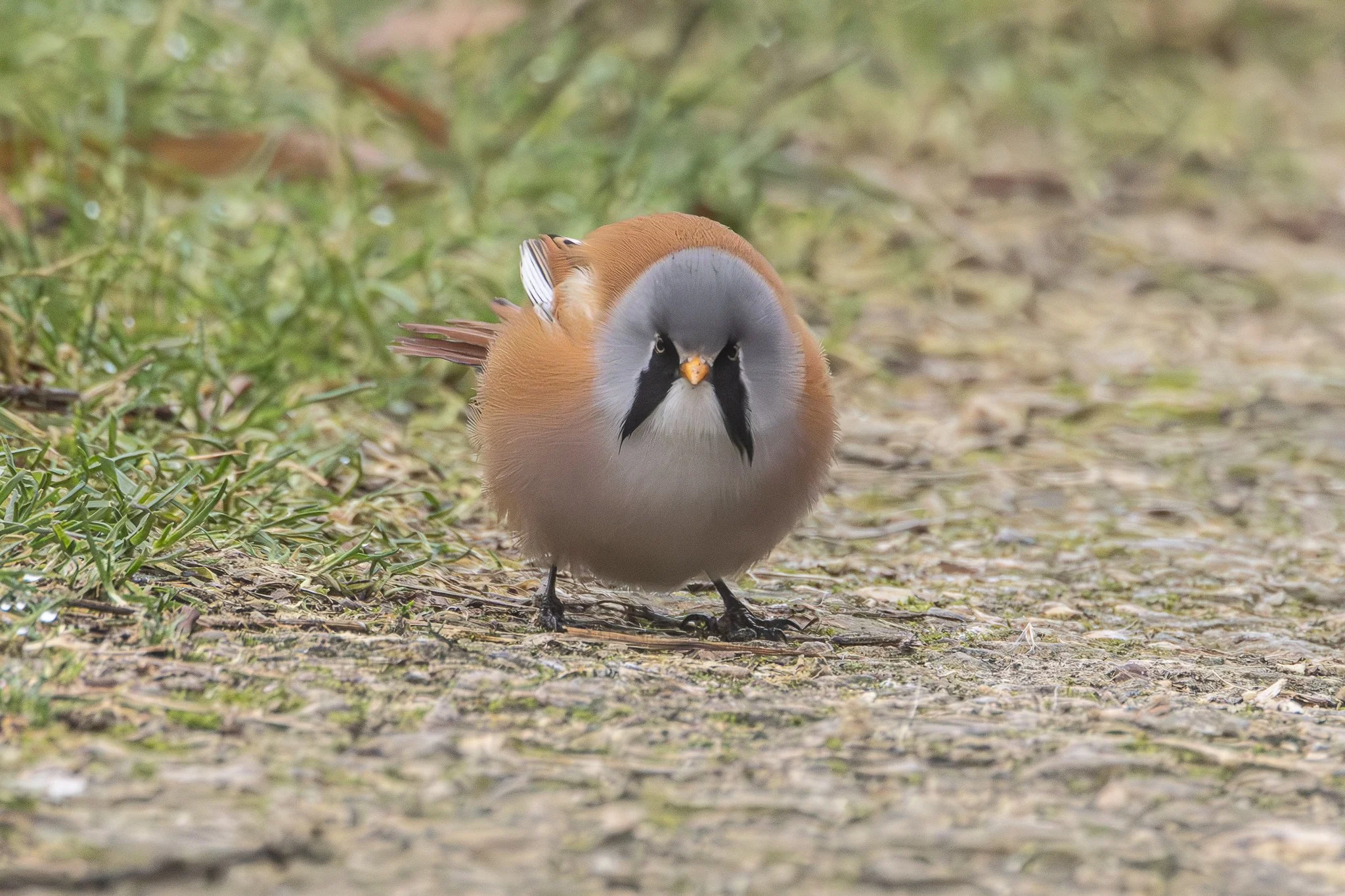 Bearded Tit