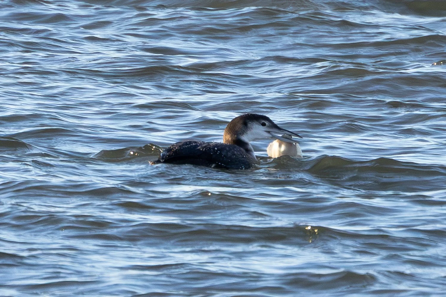 Great Northern Diver