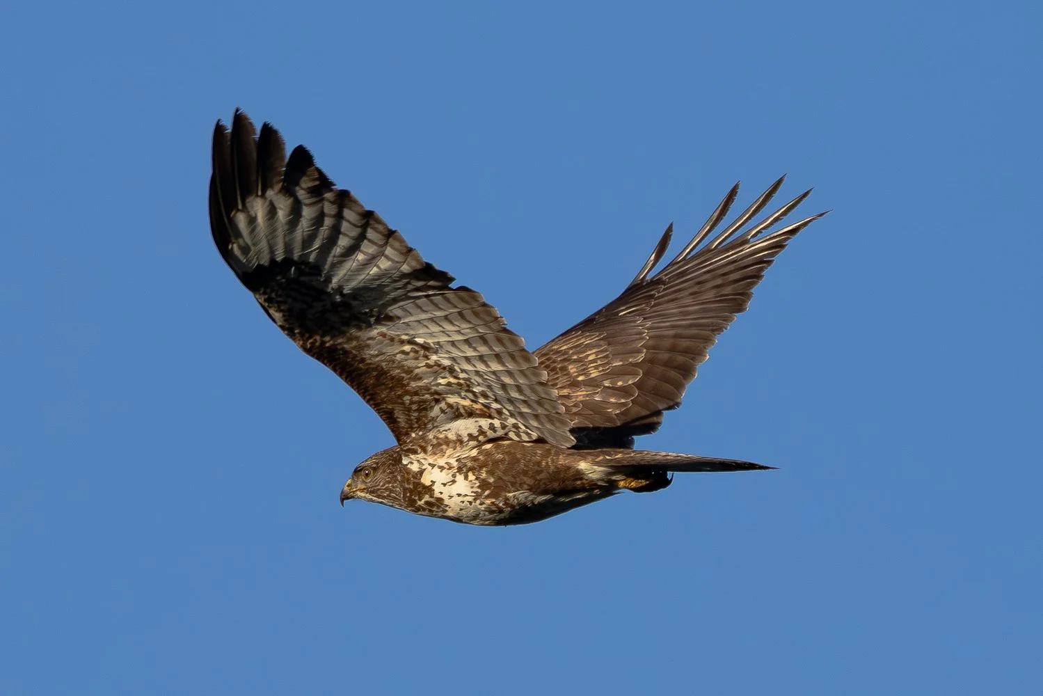 Buzzard