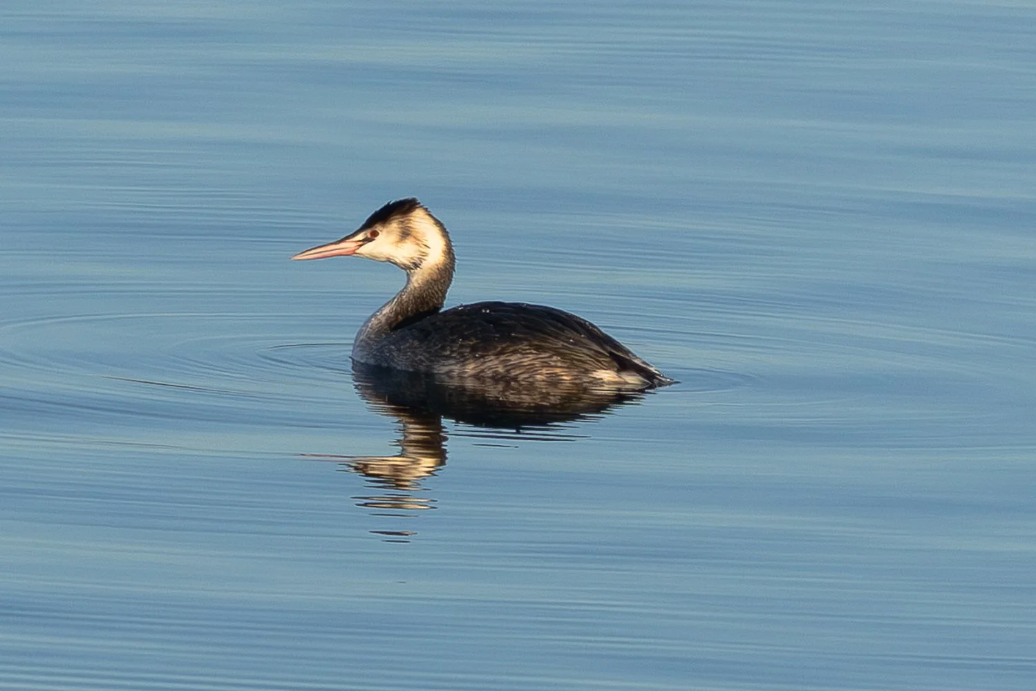 Great Crested Grebe