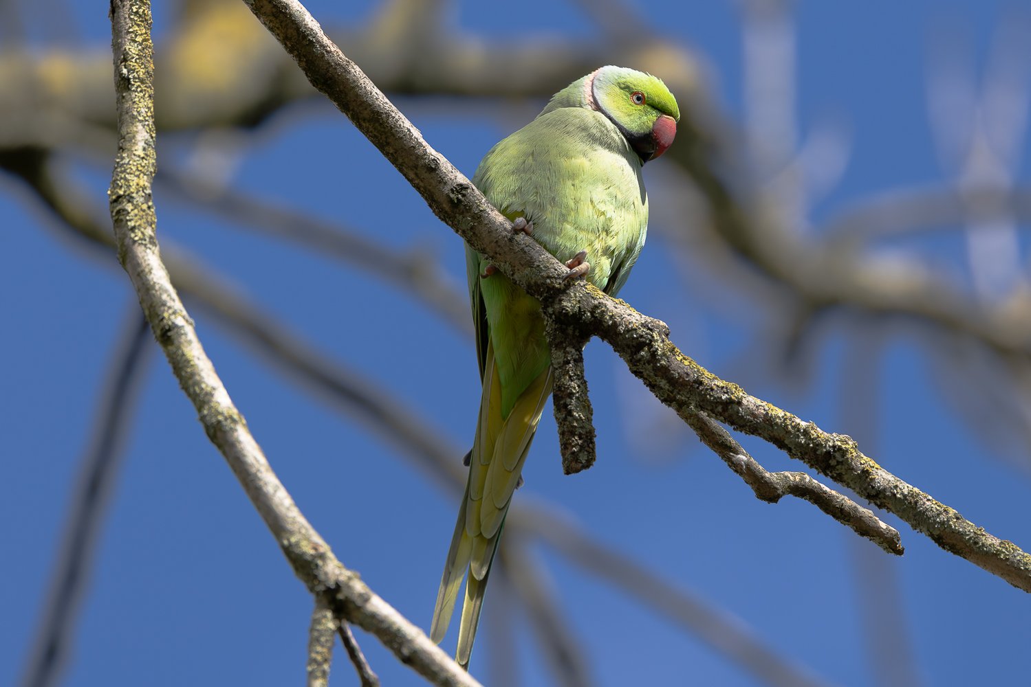 Ring Necked Parakeet