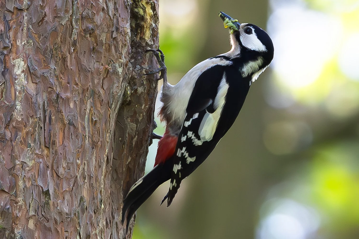 Great Spotted Woodpecker
