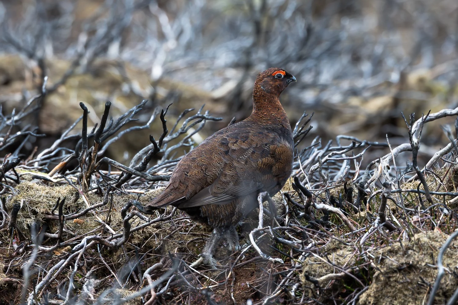 Male Red Grouse