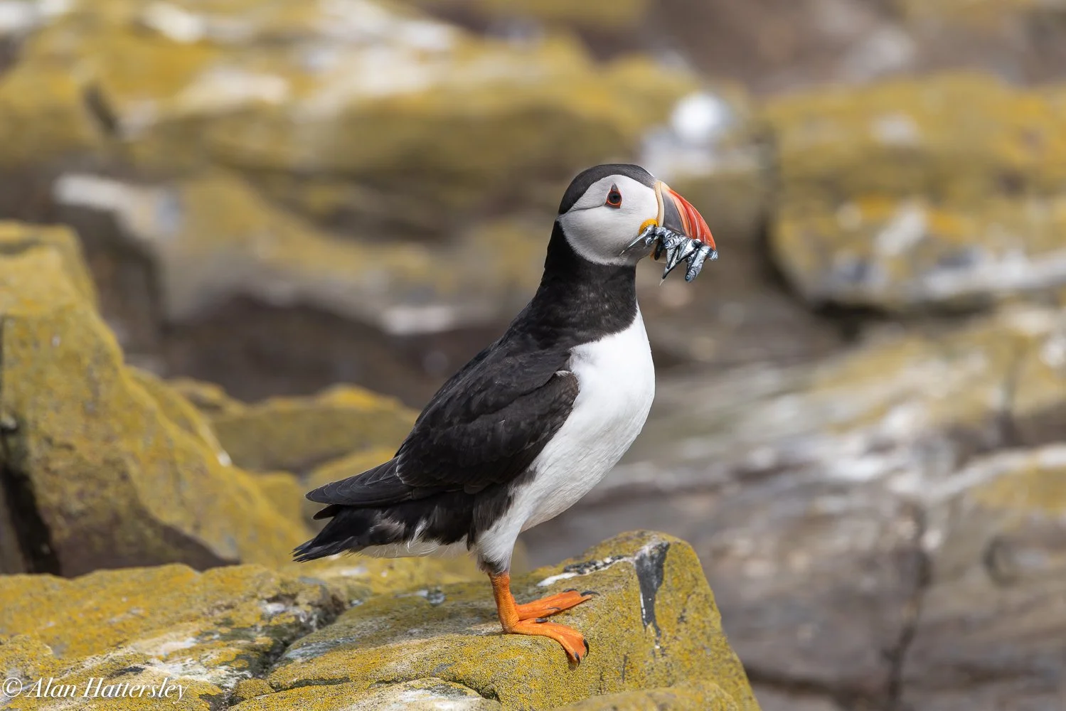 Puffin