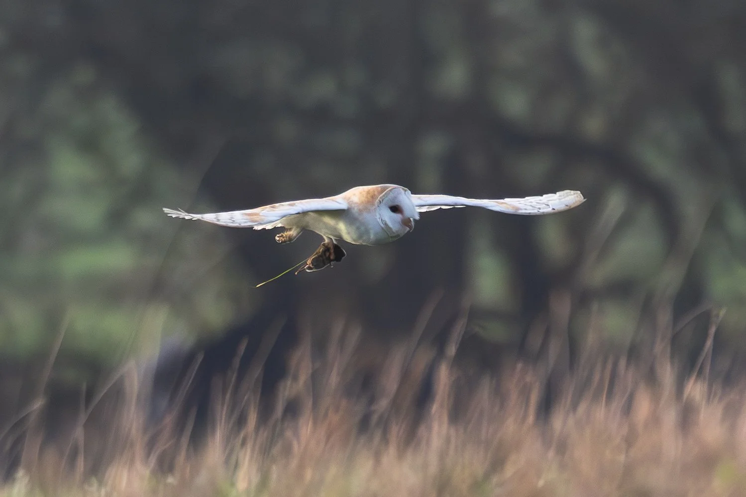 Barn Owl