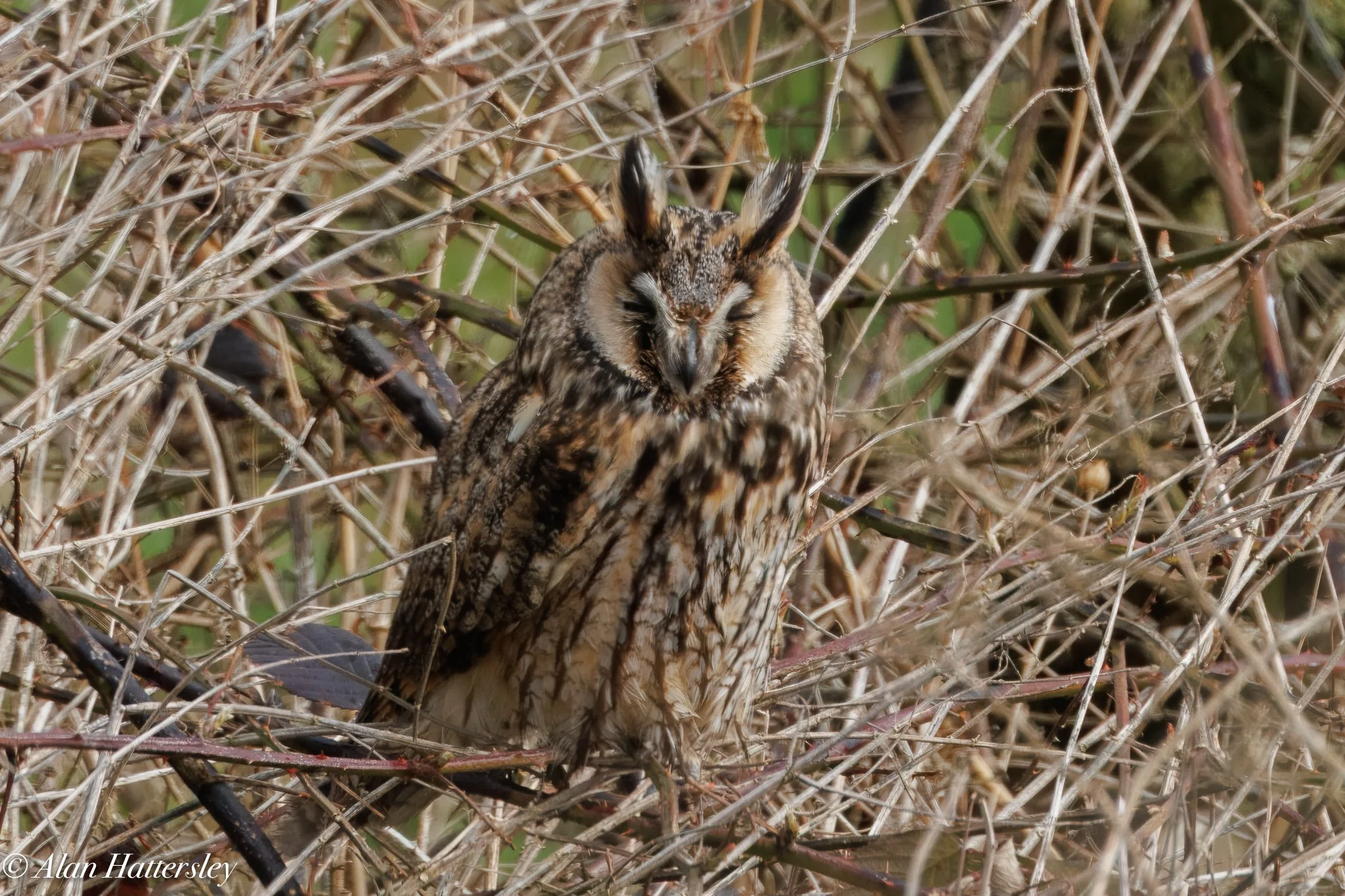 Long Eared Owl