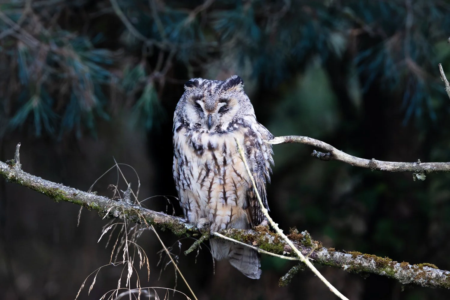 Long Eared Owl