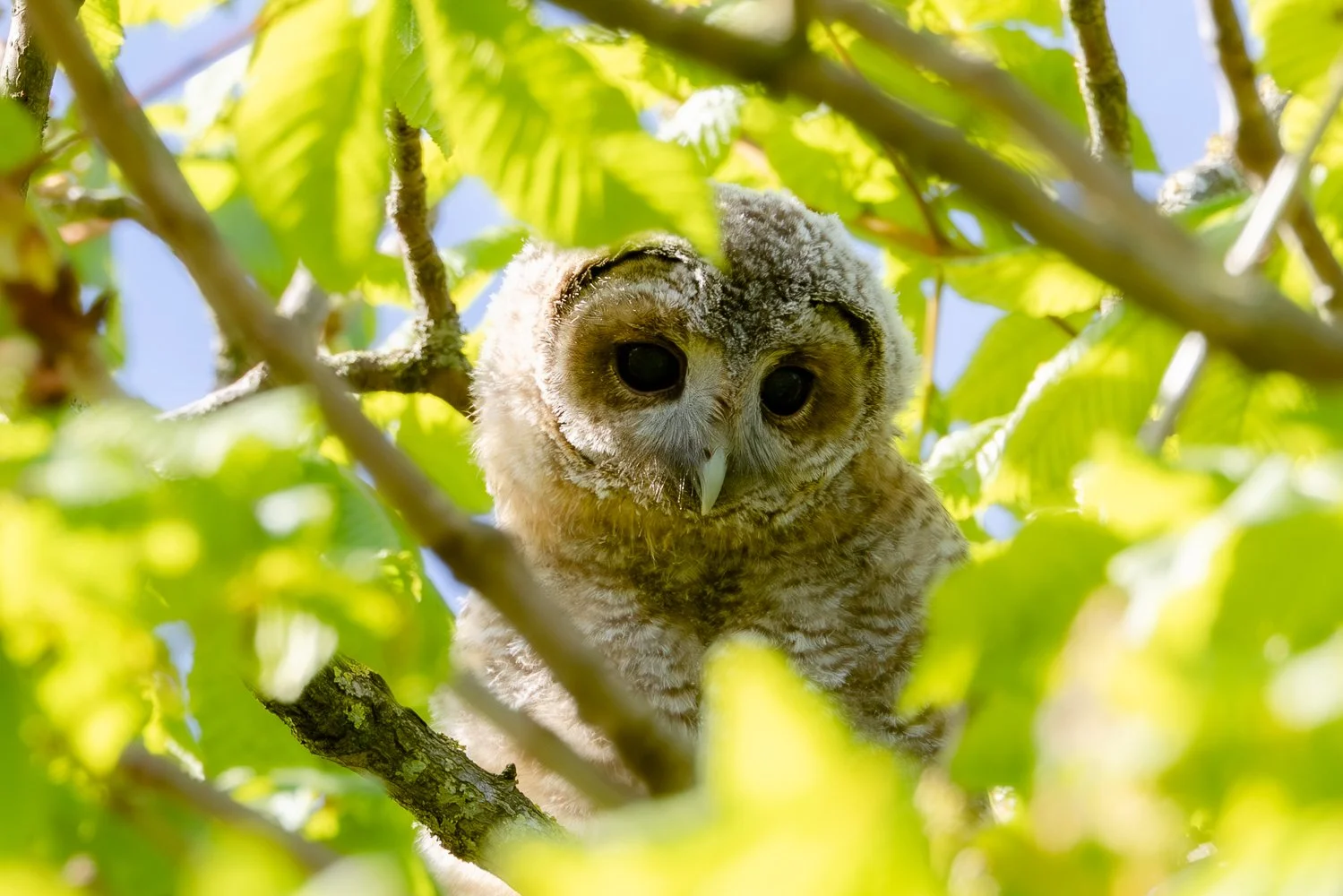 Tawny Owlet