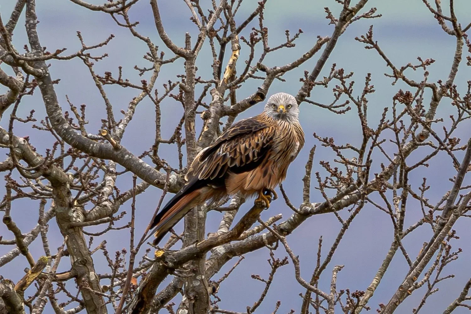 Red Kite
