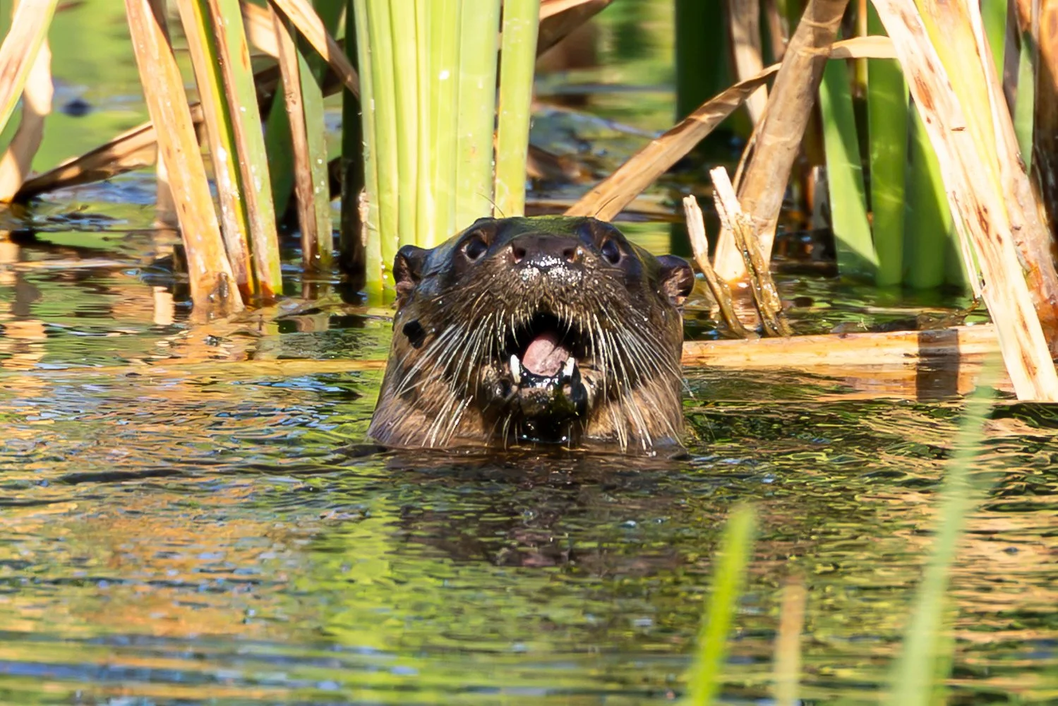 Otter - Tophill - 23.07.2026.jpg