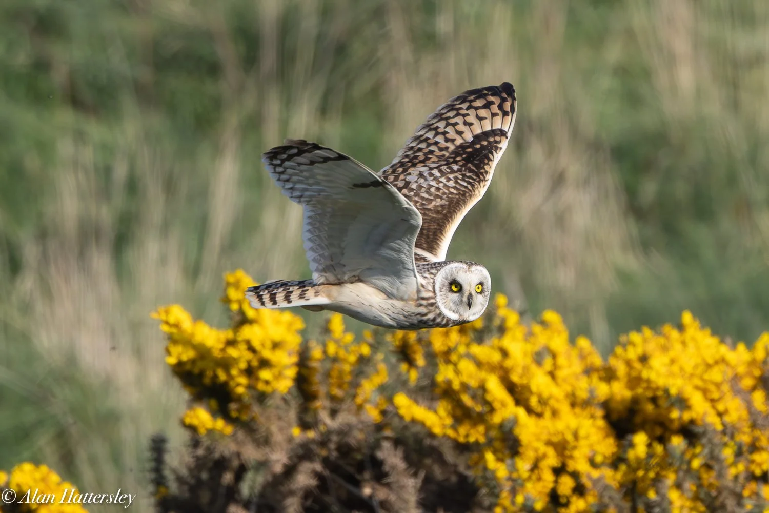 Short Eared Owl