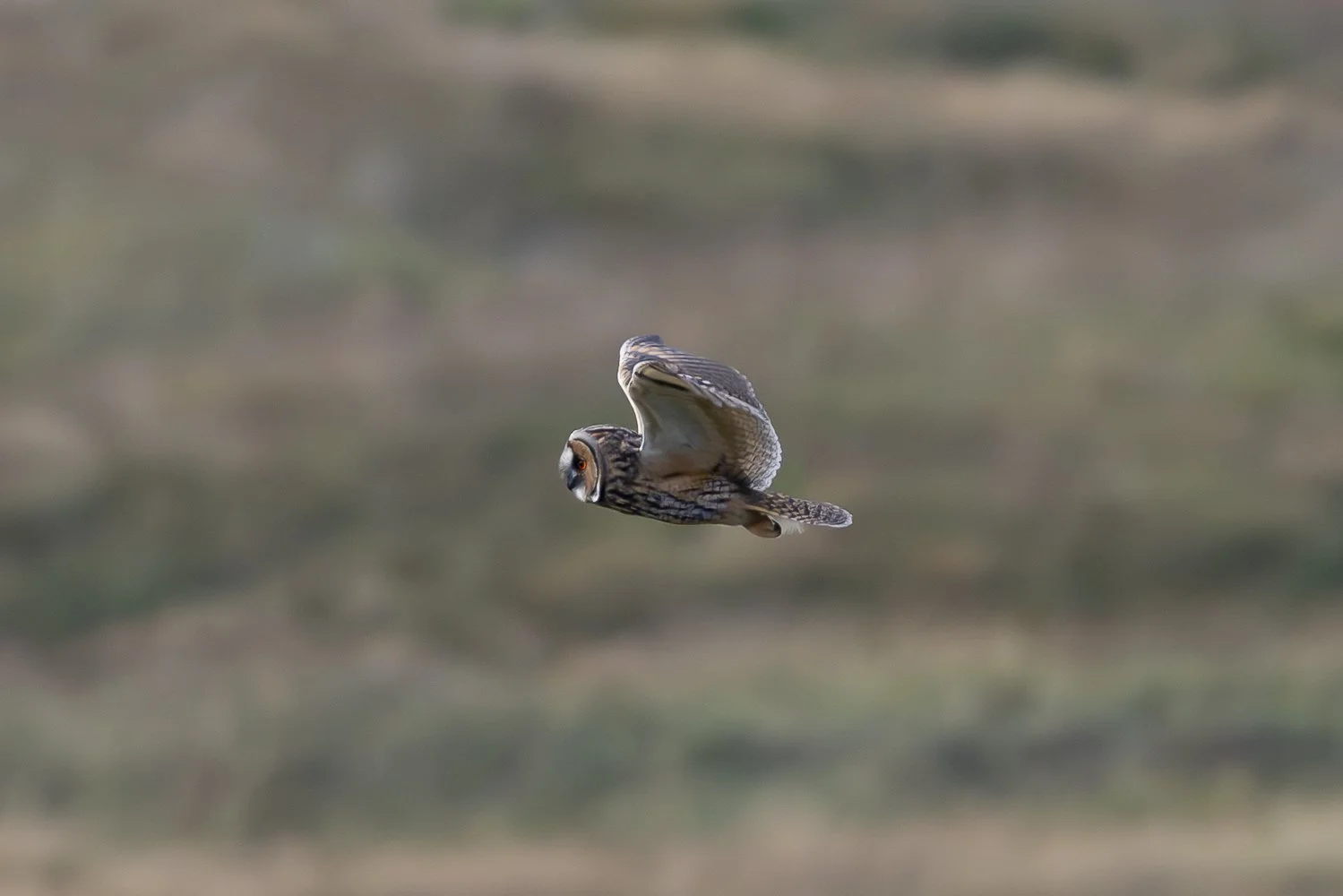 Long Eared Owl