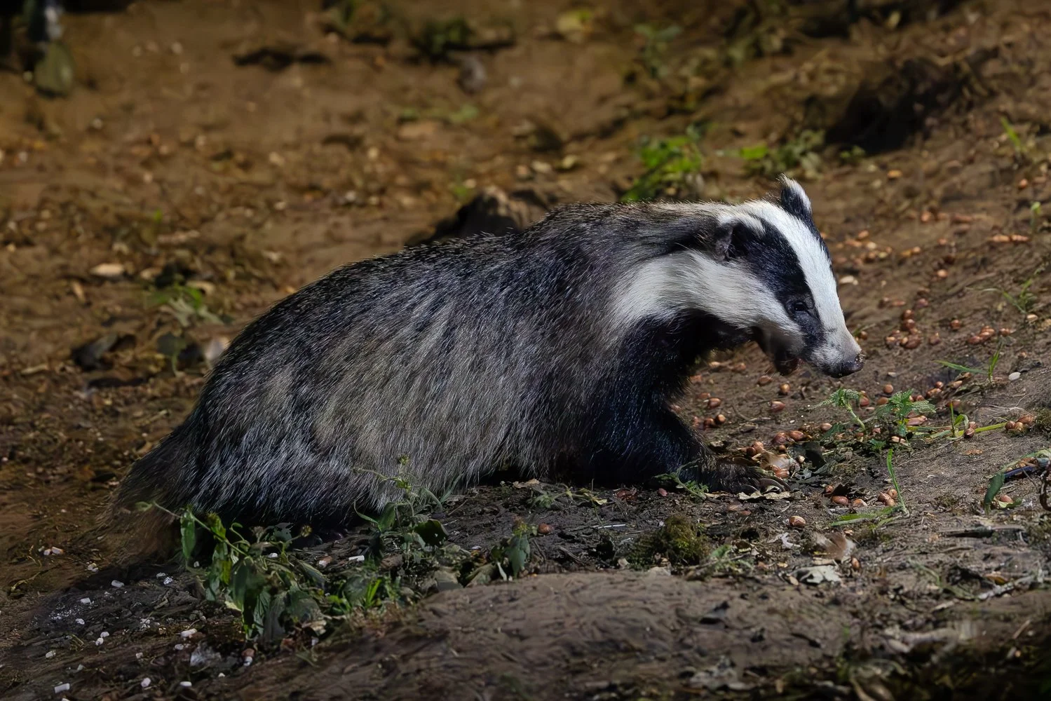 Badger