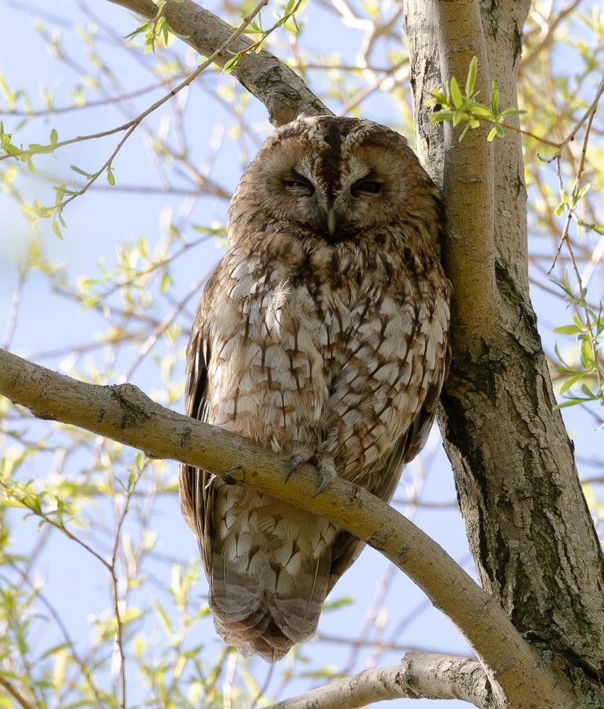 Tawny Owl