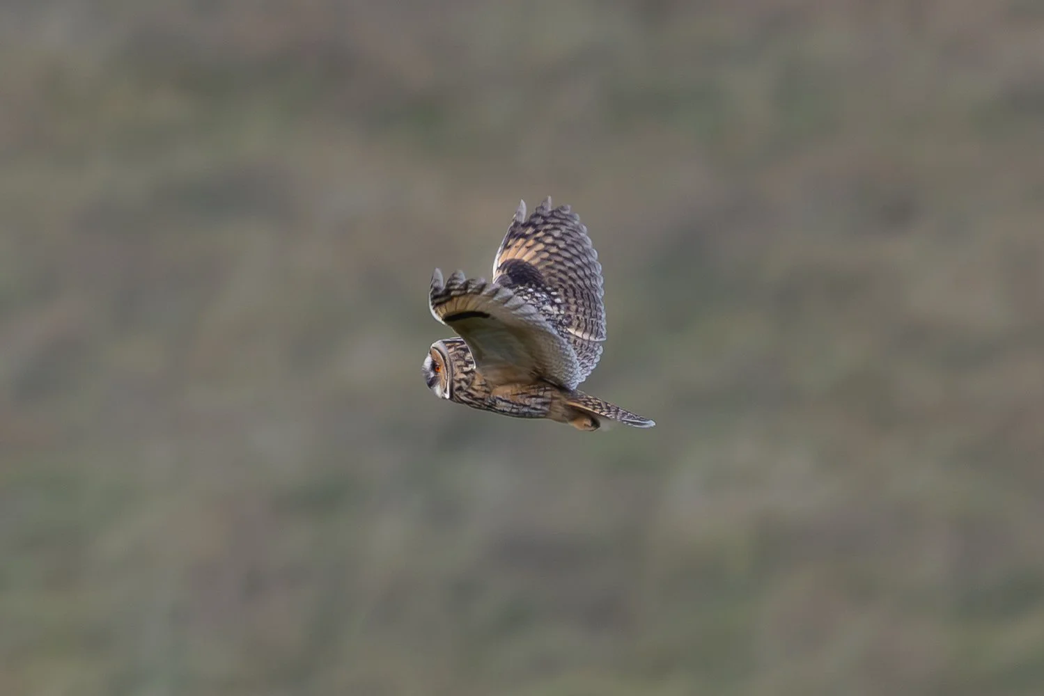 Long Eared Owl