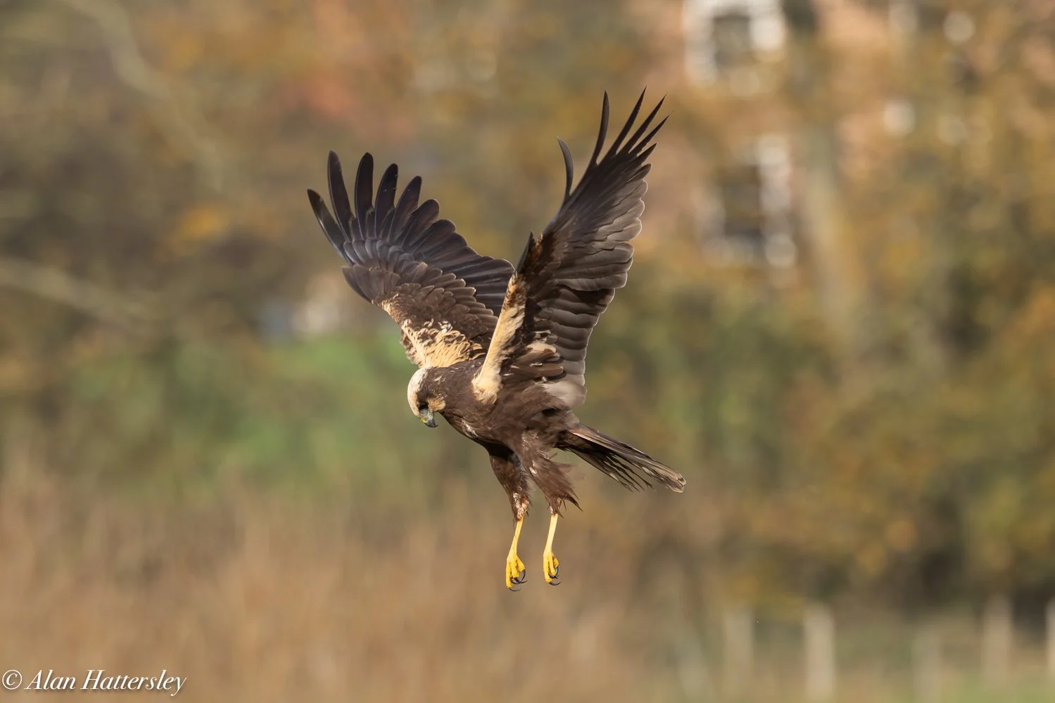 Marsh Harrier