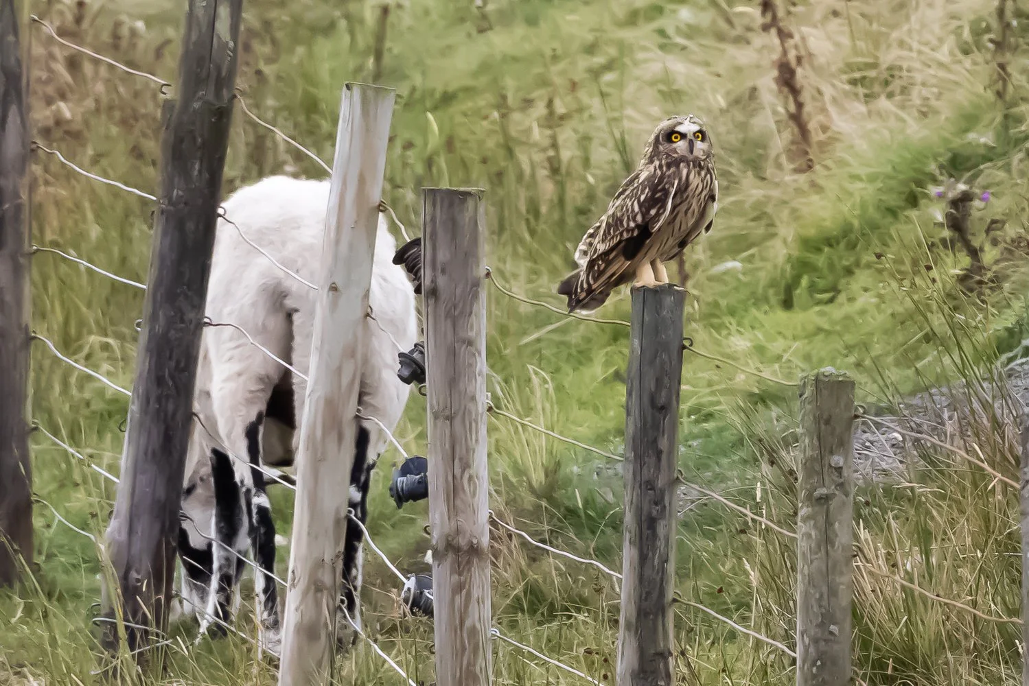 Short Eared Owl
