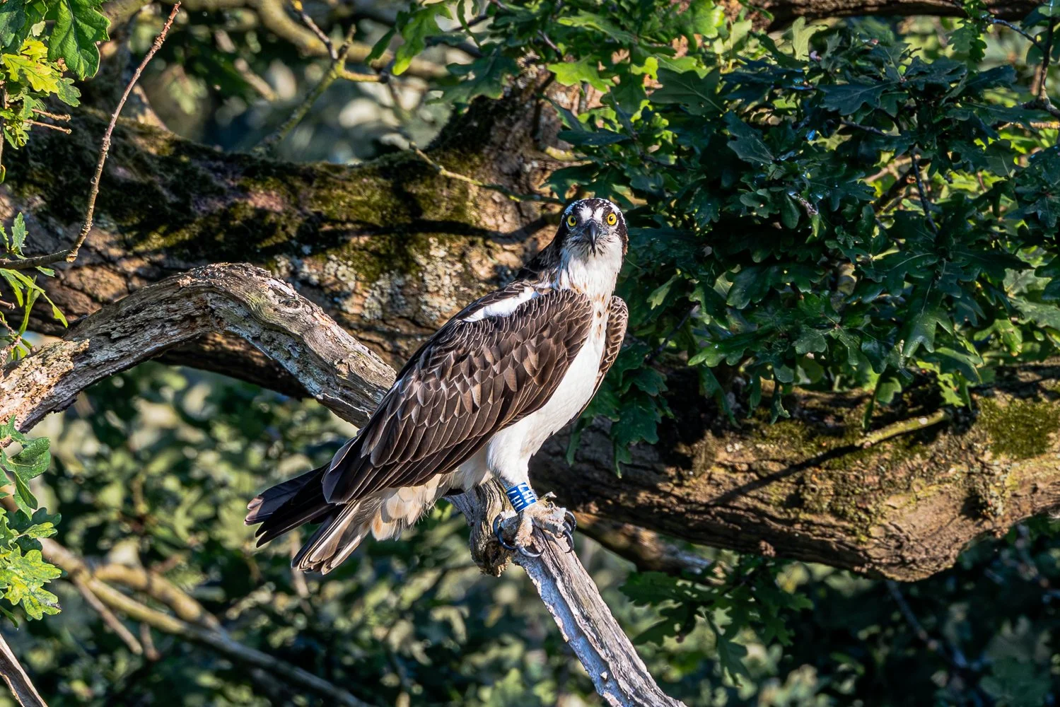 Osprey