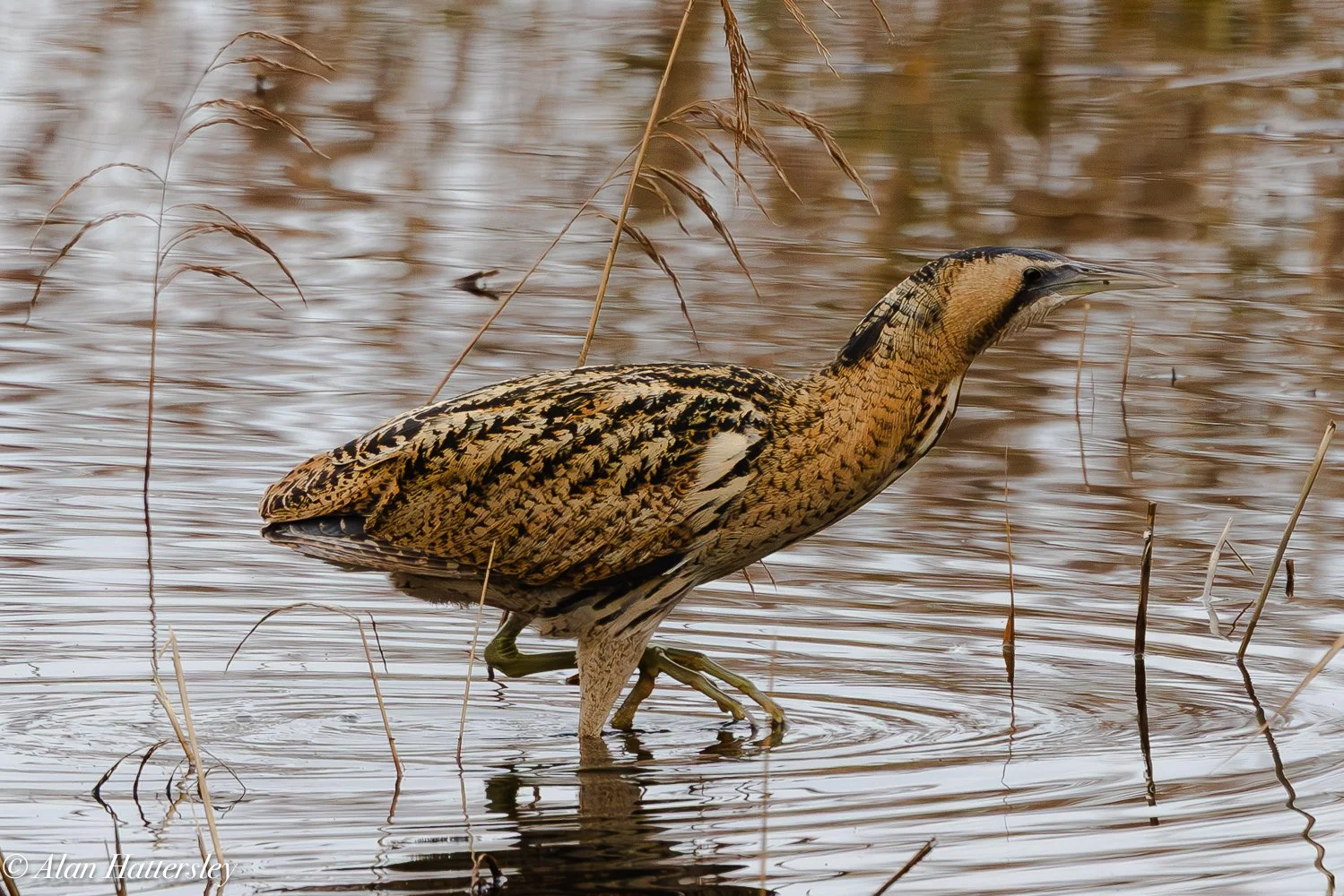 Bittern