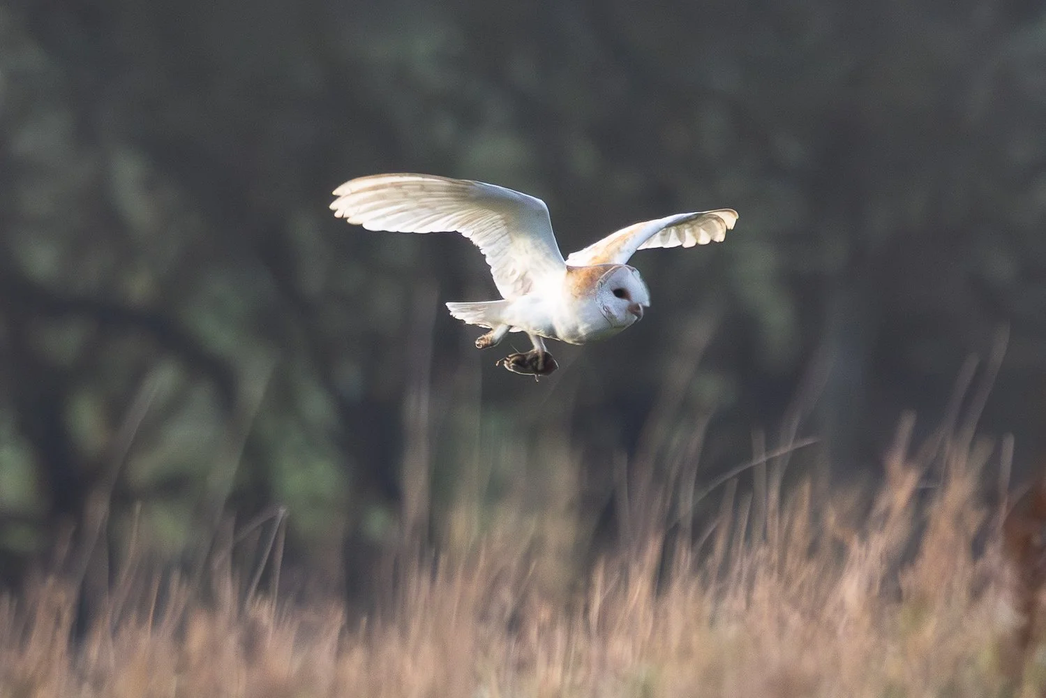 Barn Owl