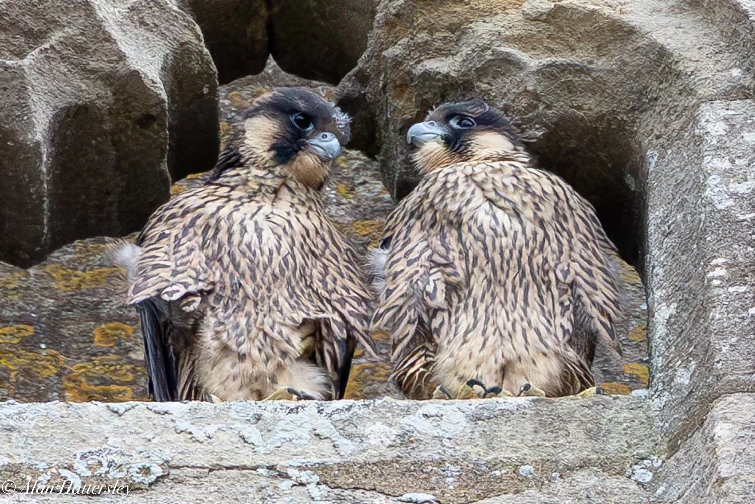 Peregrine Chicks