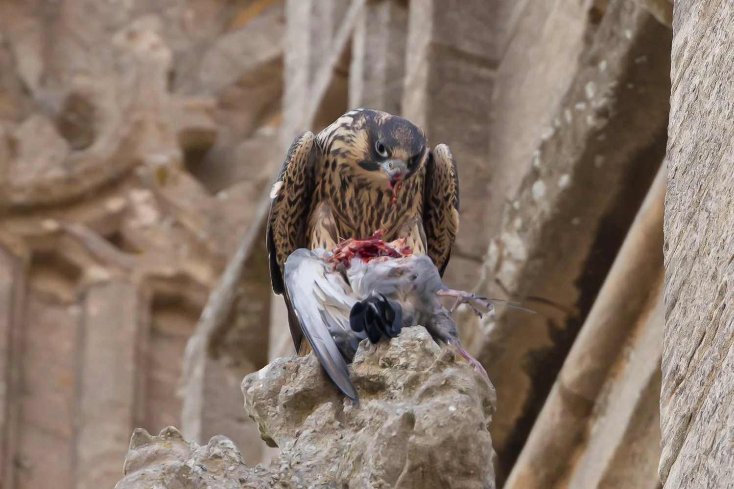 Peregrine With Pigeon 3 - Louth - 09-07-2026.jpg