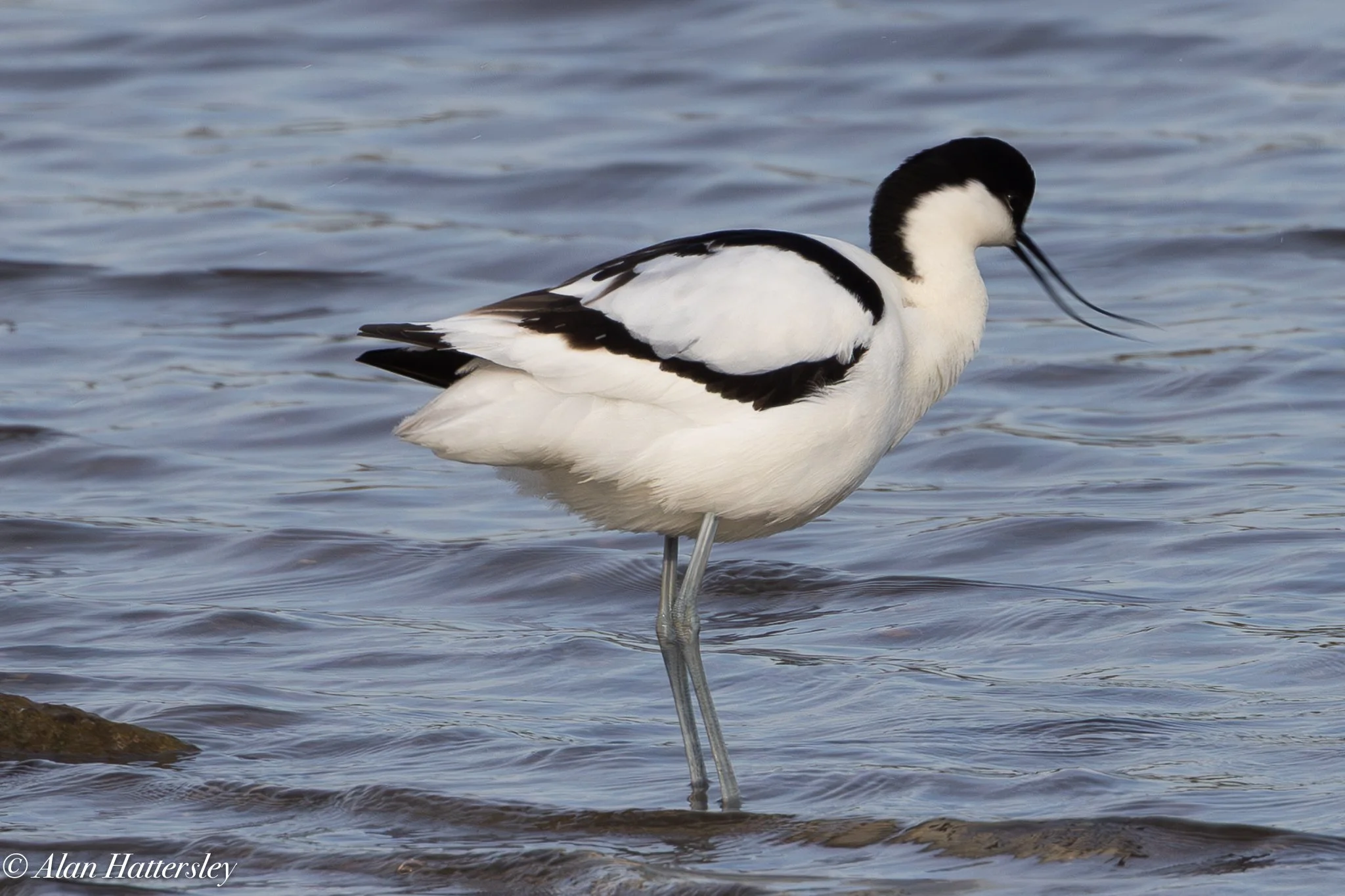 Avocet