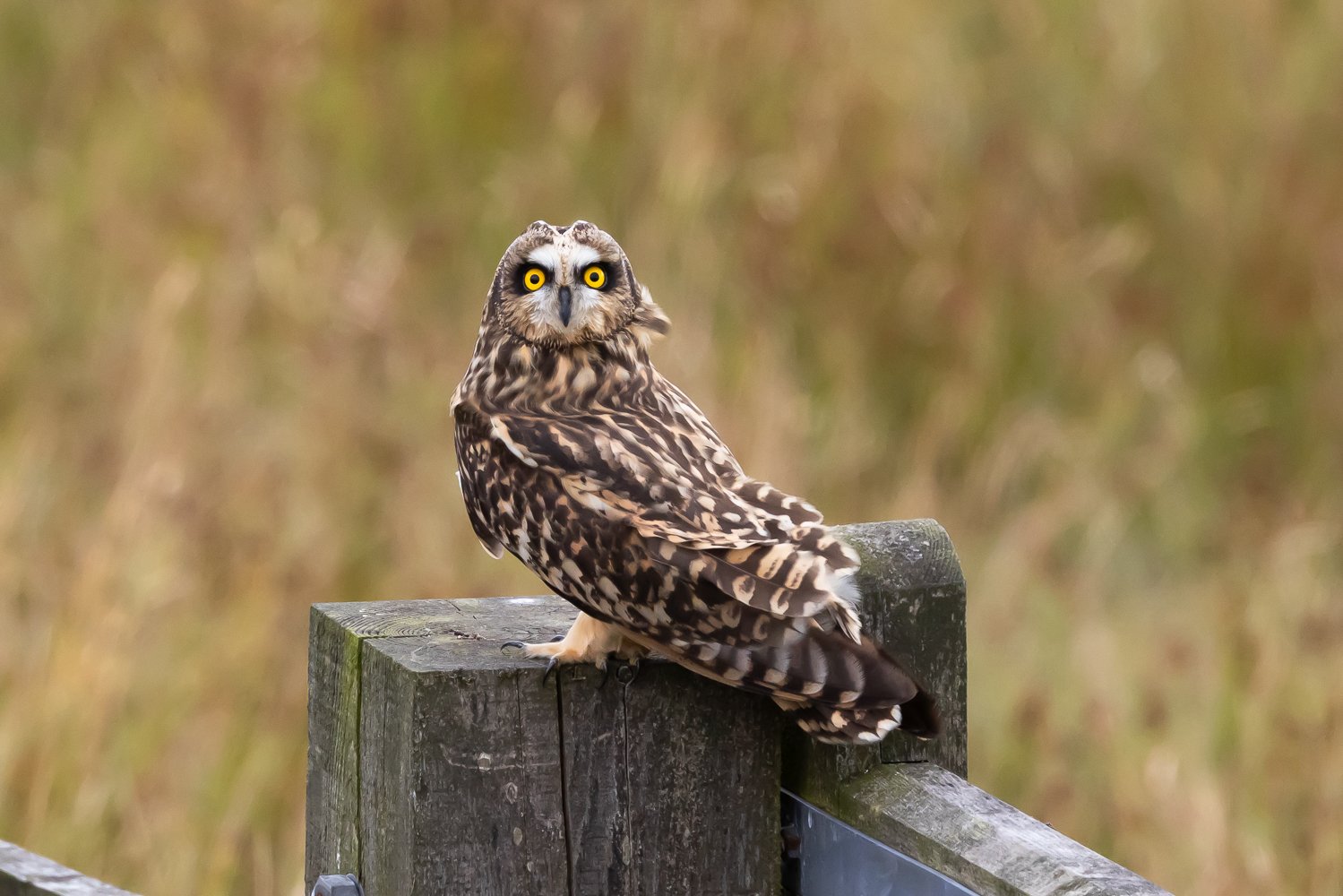 Short Eared Owl