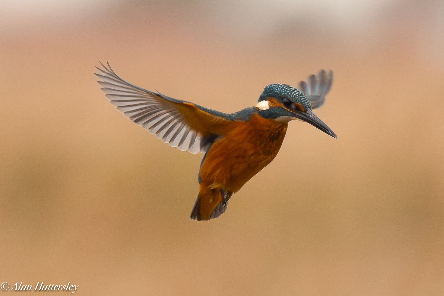 Kingfisher