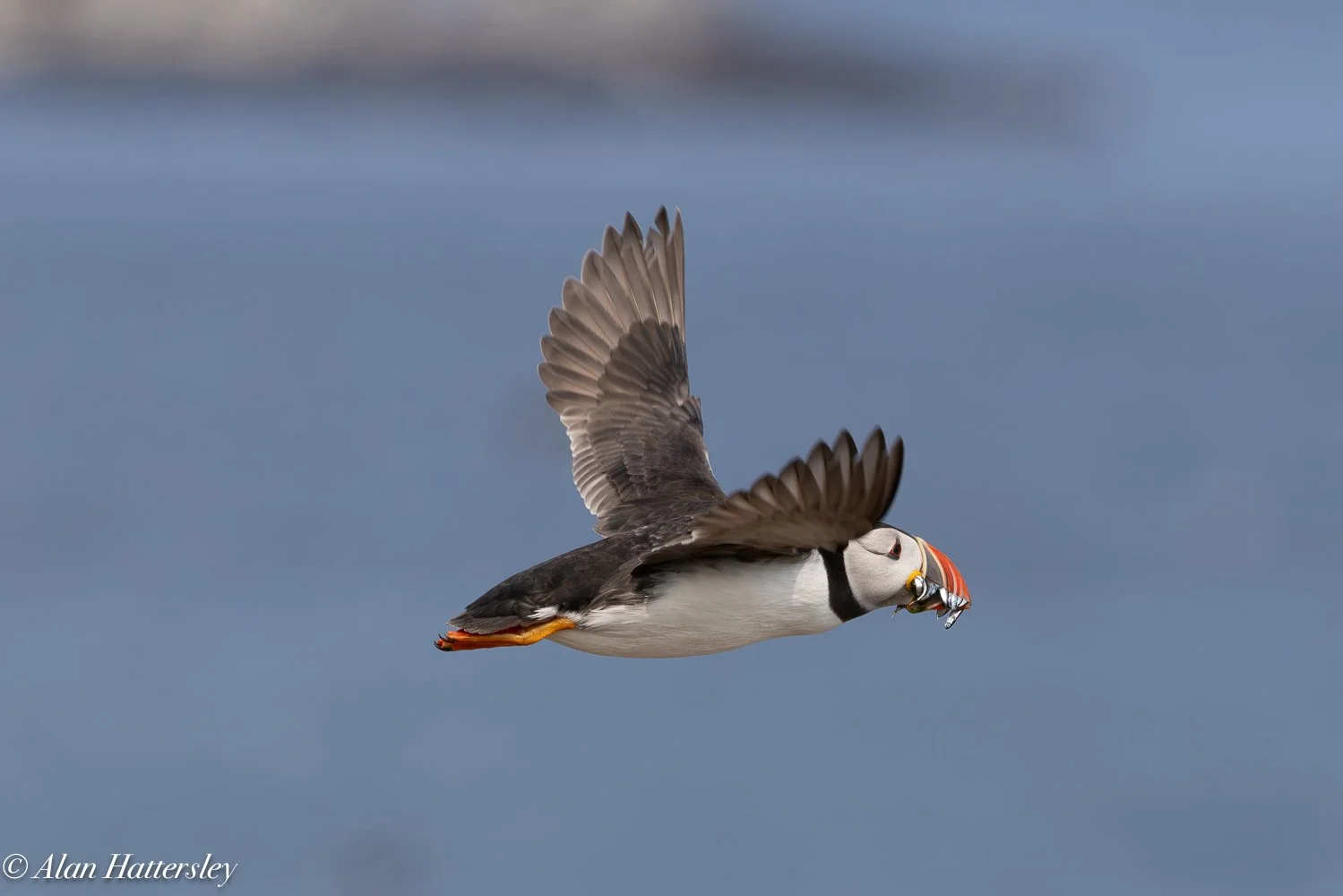 Puffin