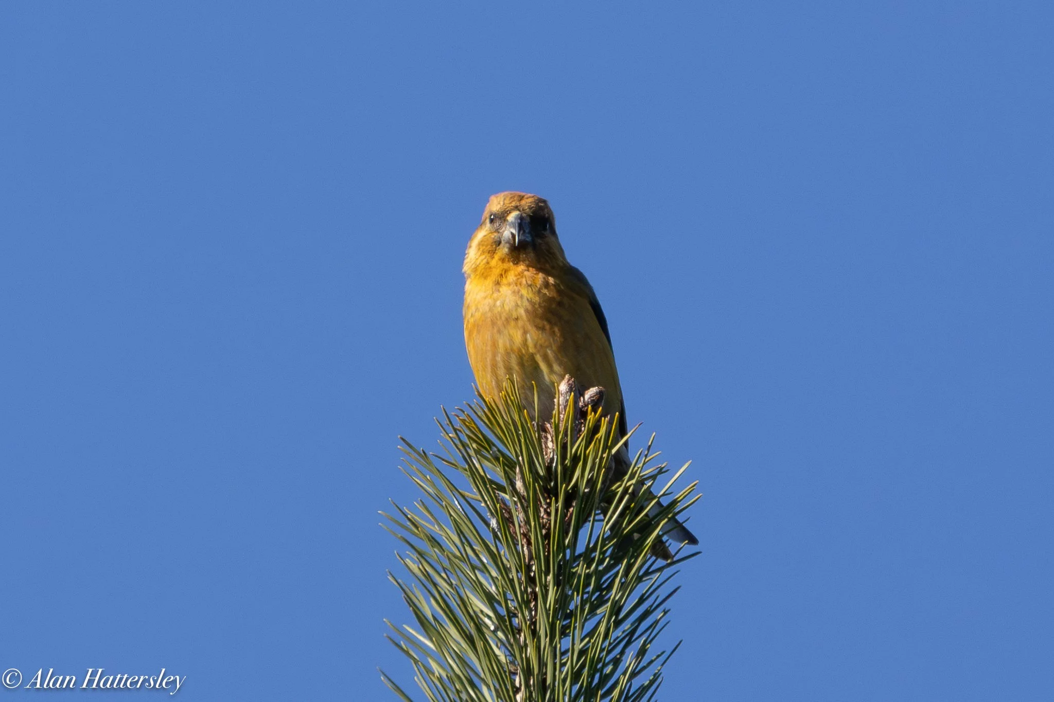 Crossbill