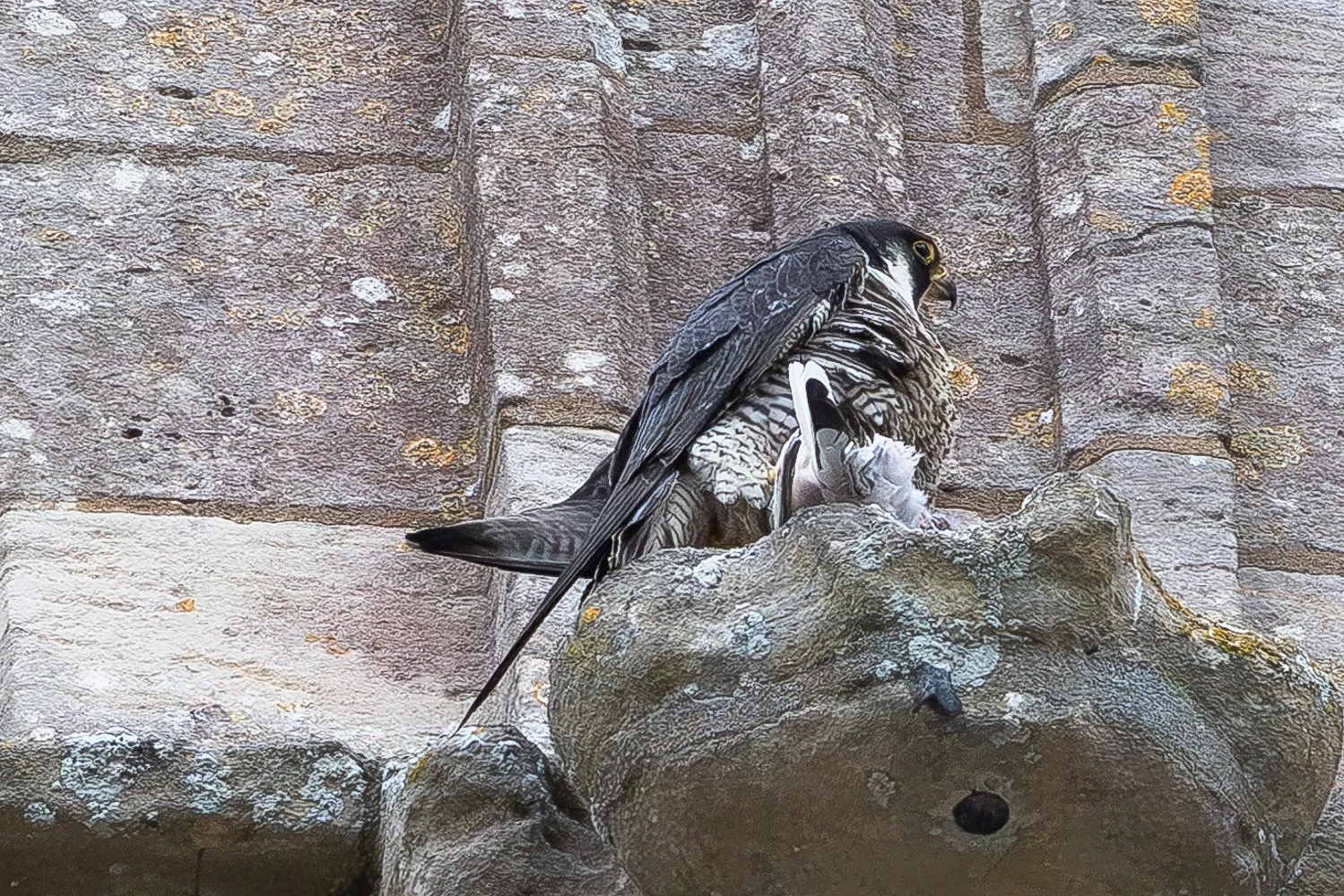 Peregrine 4 - Louth - 16.05.2026.jpg