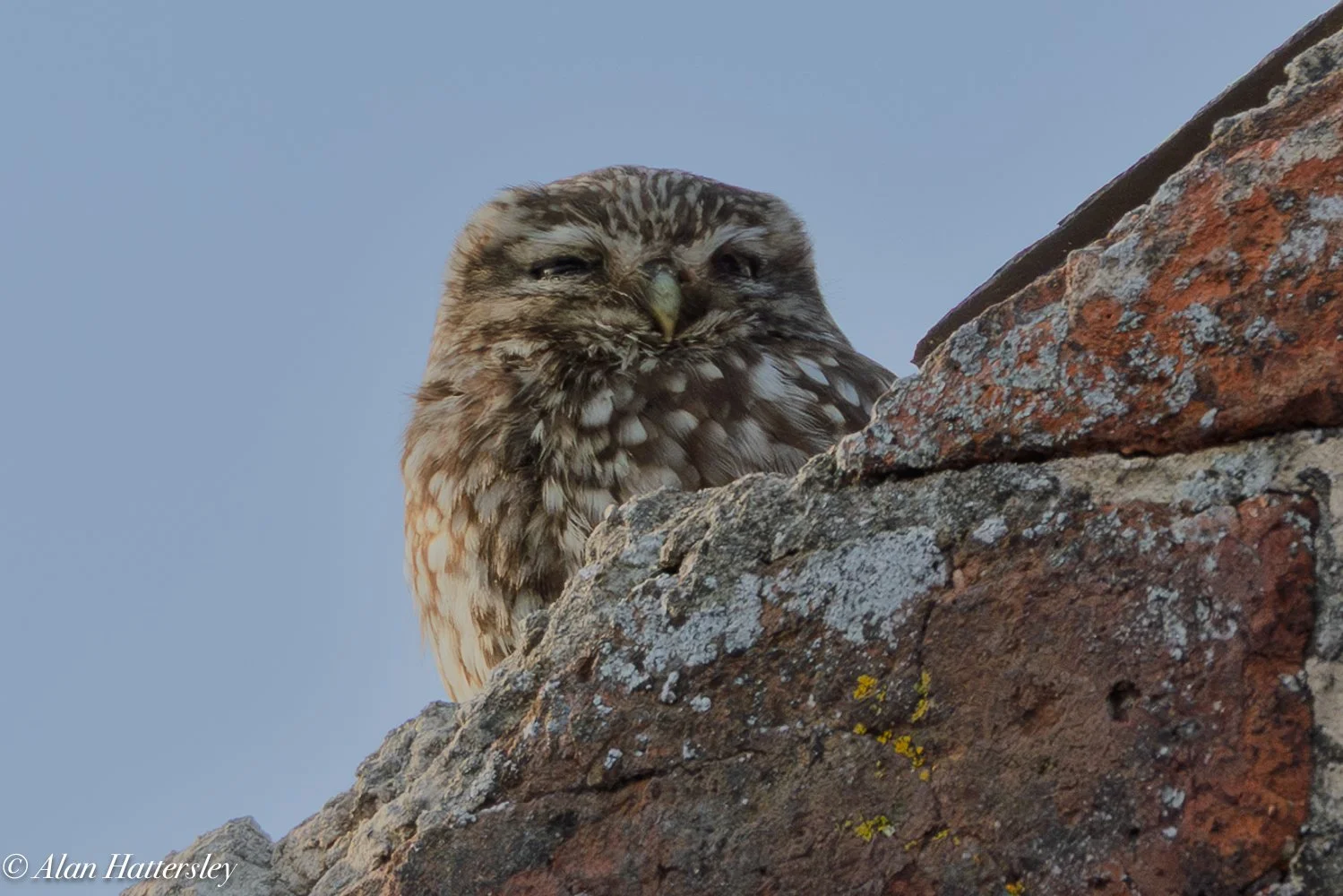 Little Owl