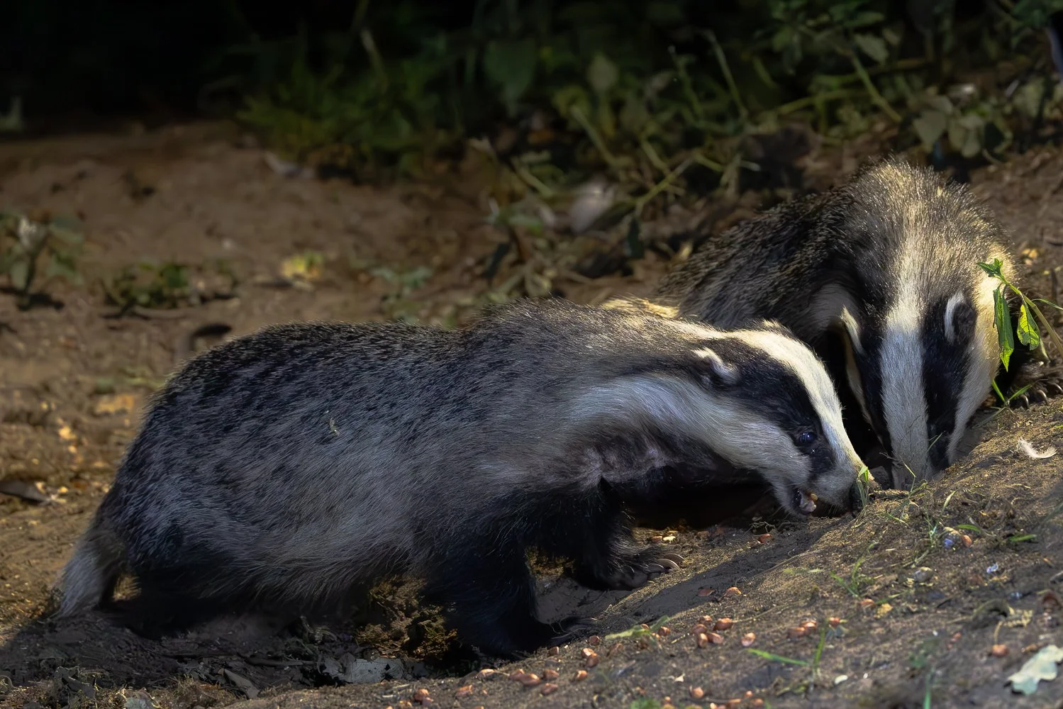 Badger