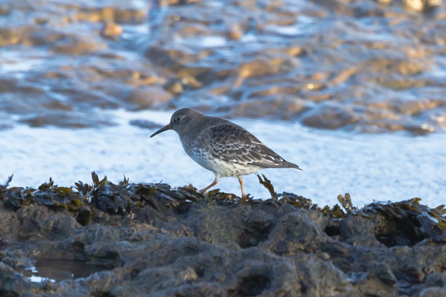 Purple Sandpiper