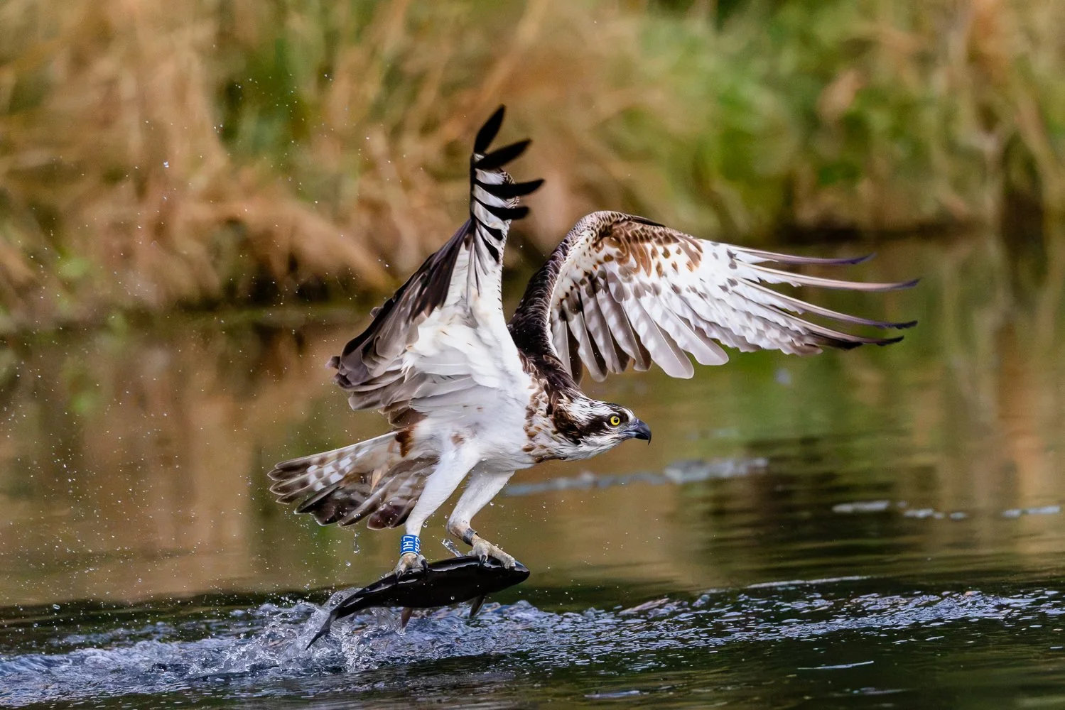 Osprey