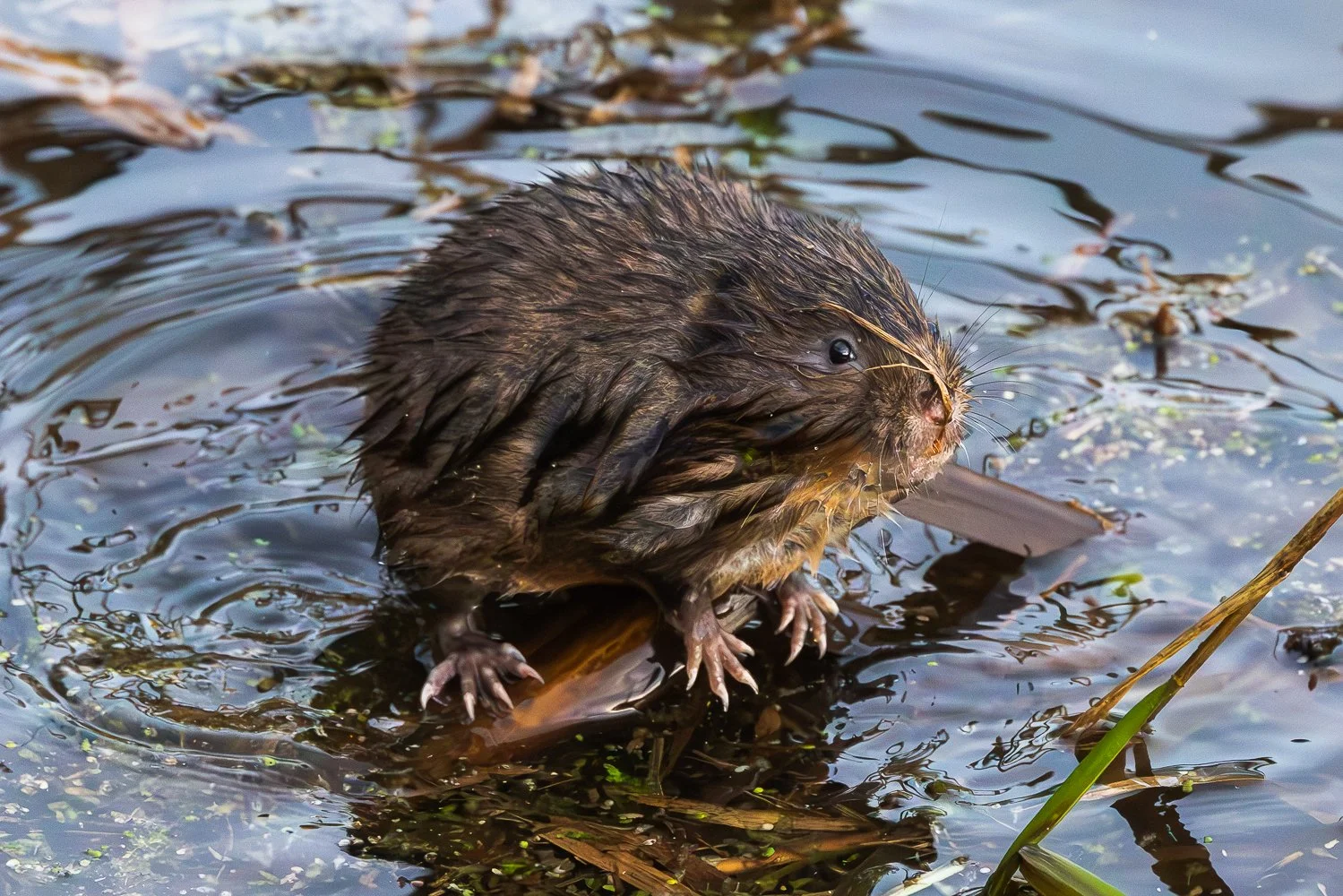 Water Vole
