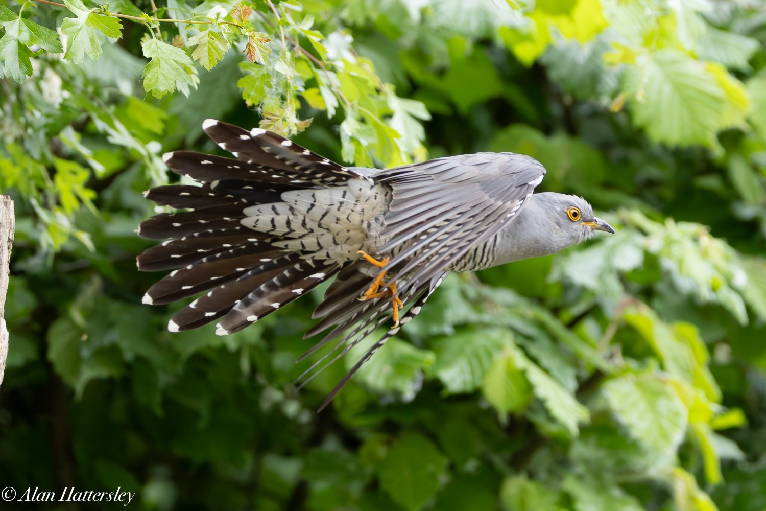 Cuckoo