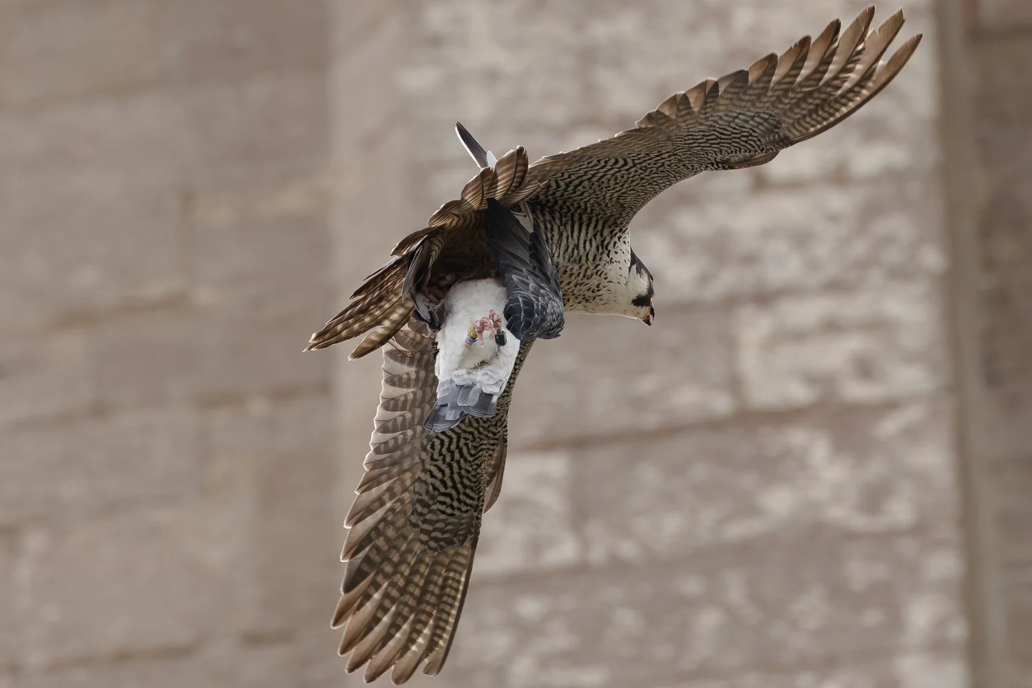 Peregrine With Pigeon - Louth - 20.06.2026.jpg