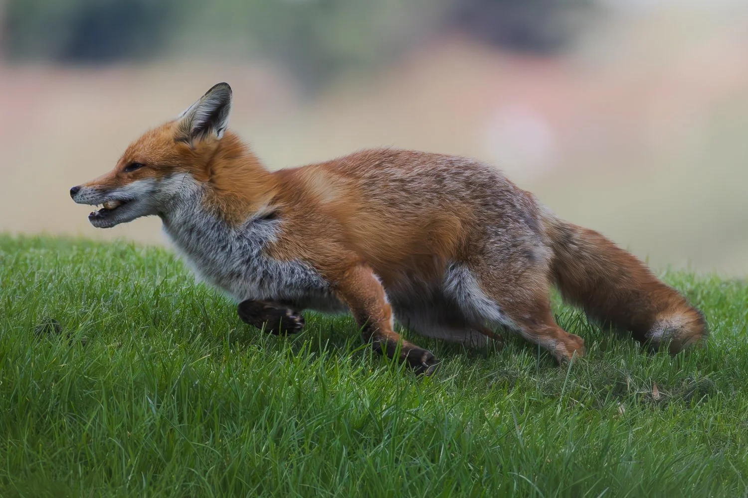 Fox - Manjaros - Ingleby Barwick - 05.04.2026.jpg