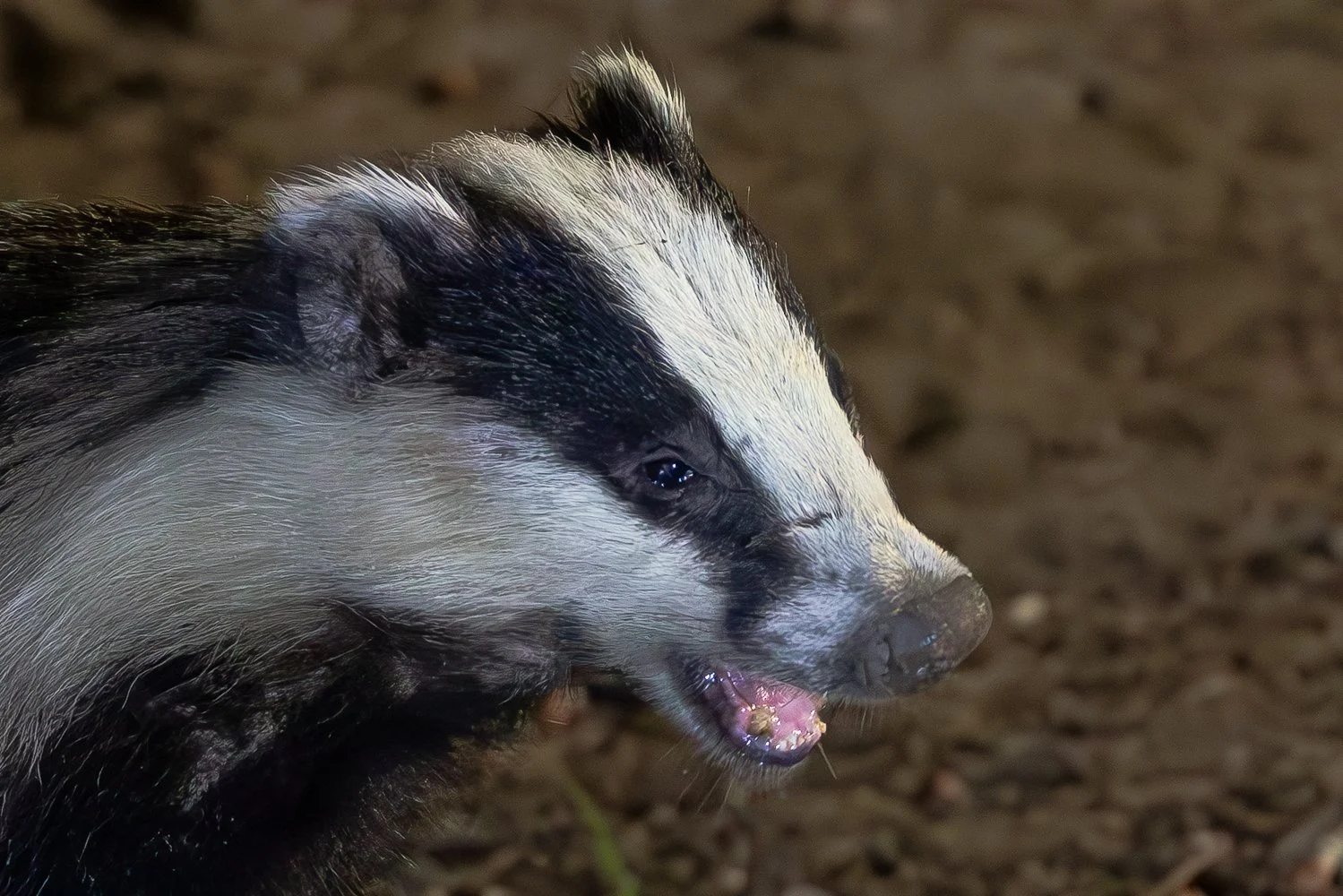 Badger