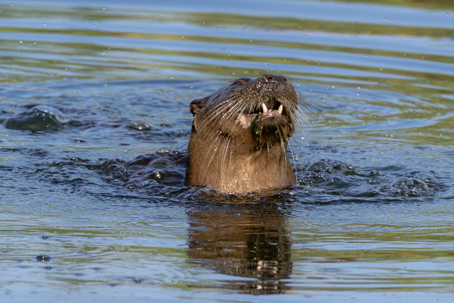 Otter 2 - Tophill - 23.07.2026.jpg