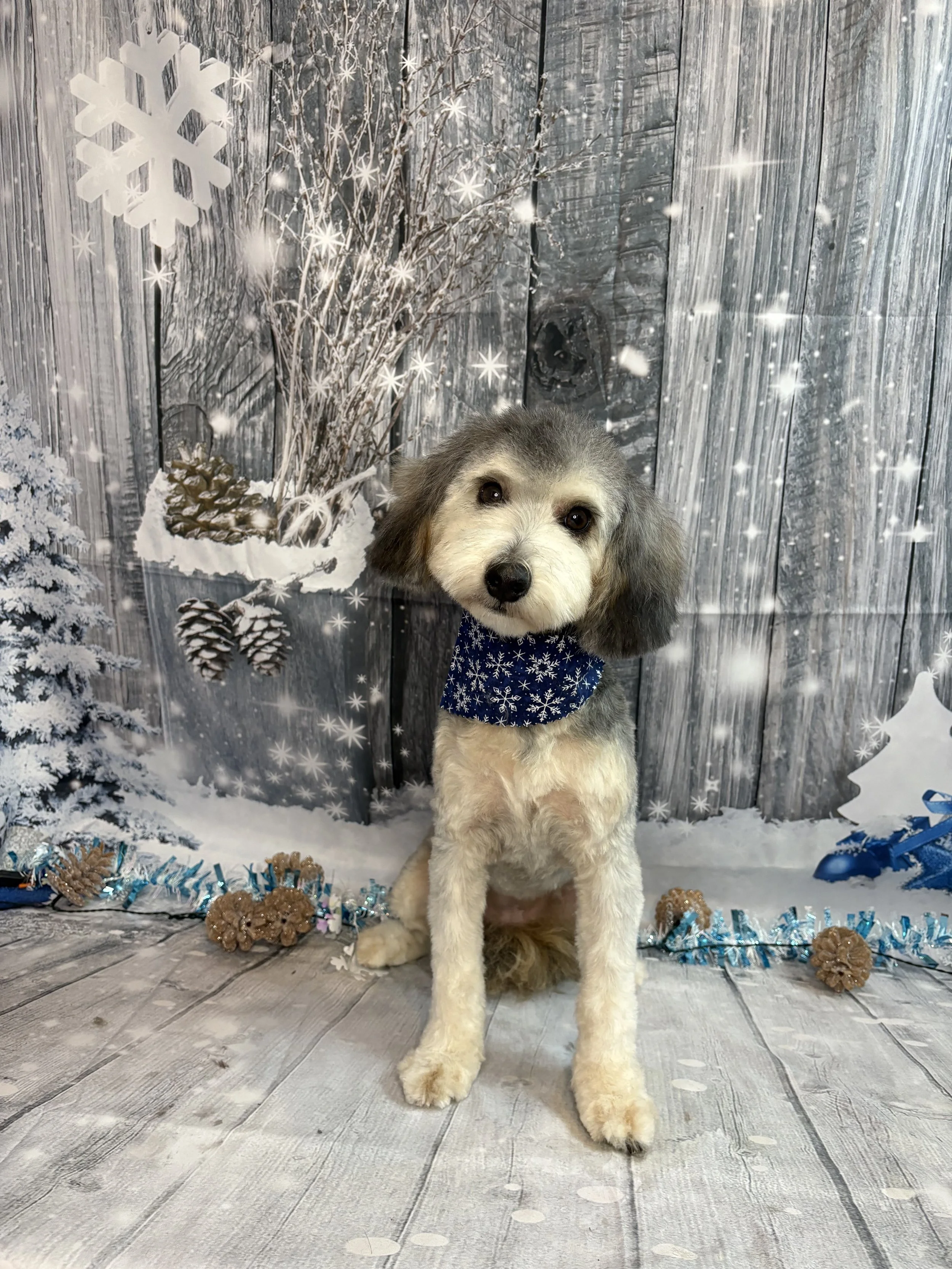 A cute dog with gray and white fur wearing a blue bandana with white snowflakes, sitting in front of a winter-themed backdrop featuring snow-covered trees, pinecones, and snowflake decorations.