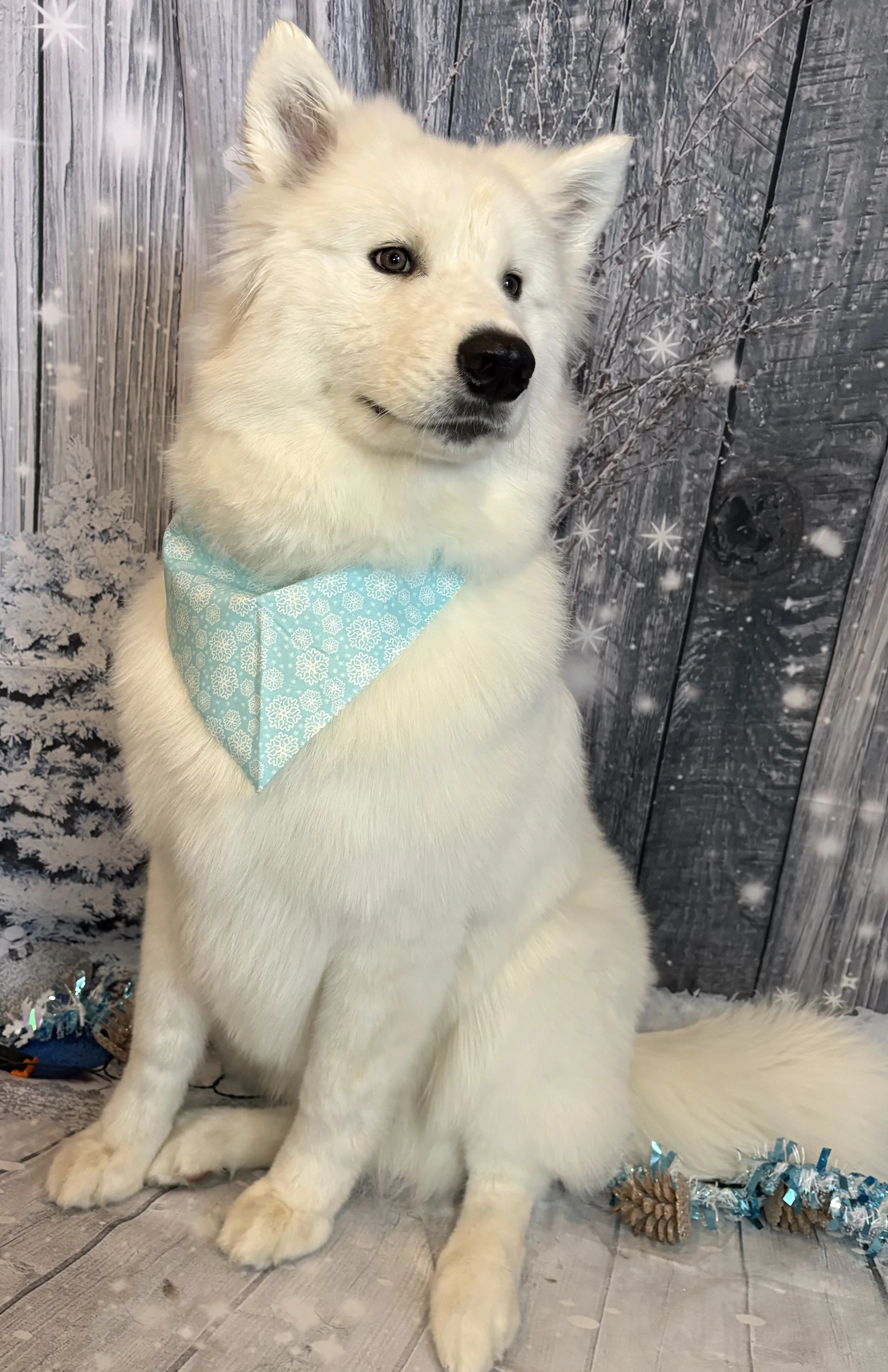 A white dog with a light blue bandana sitting in front of a winter-themed backdrop with snowflakes and pine trees.
