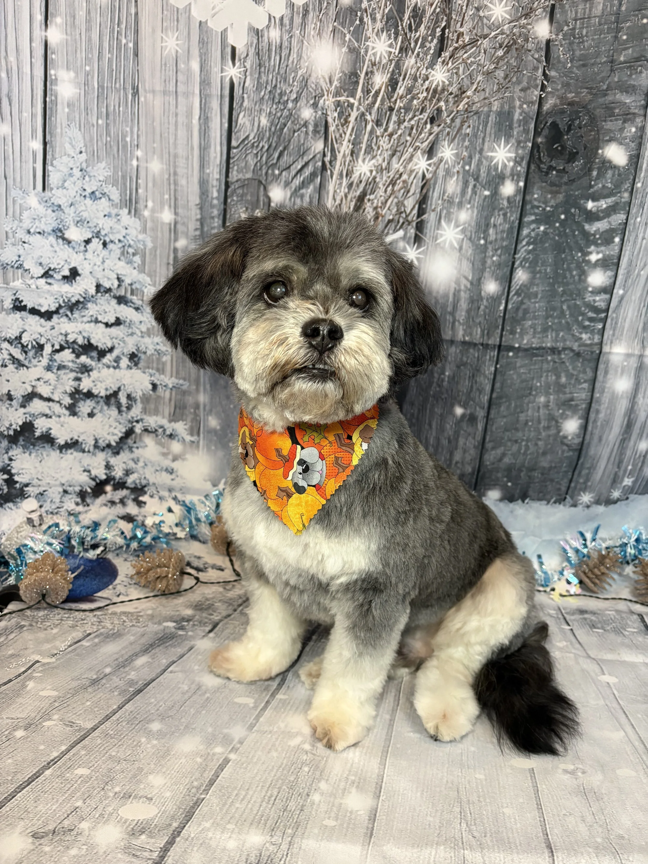A cute dog with gray, black, and white fur, wearing a festive orange bandana with Halloween-themed decorations, sitting in front of a winter-themed backdrop with snow-covered trees and pinecones
