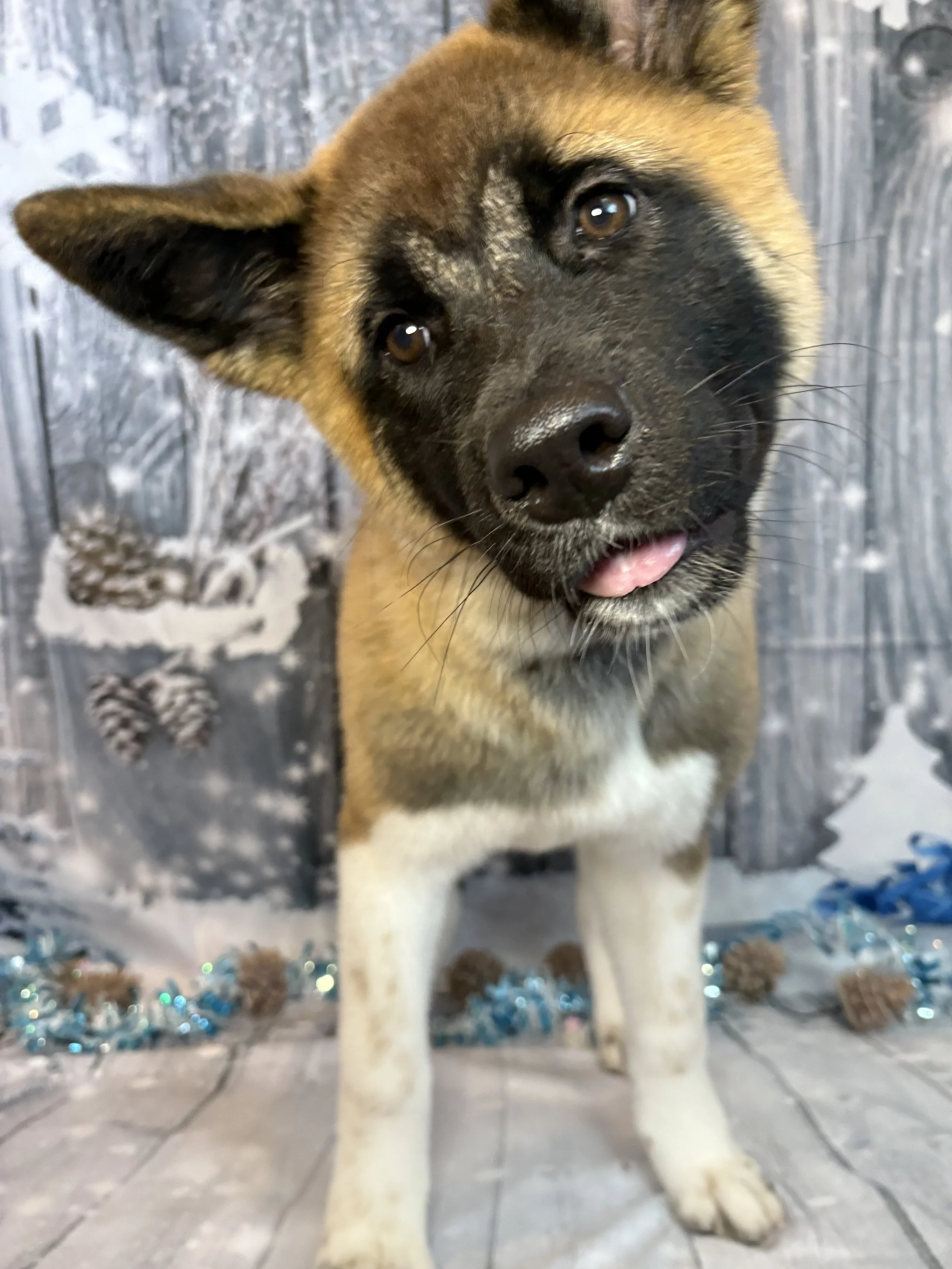 A dog with a black face, tan and white fur, and one ear up, standing in front of a winter-themed background with pinecones and blue tinsel.